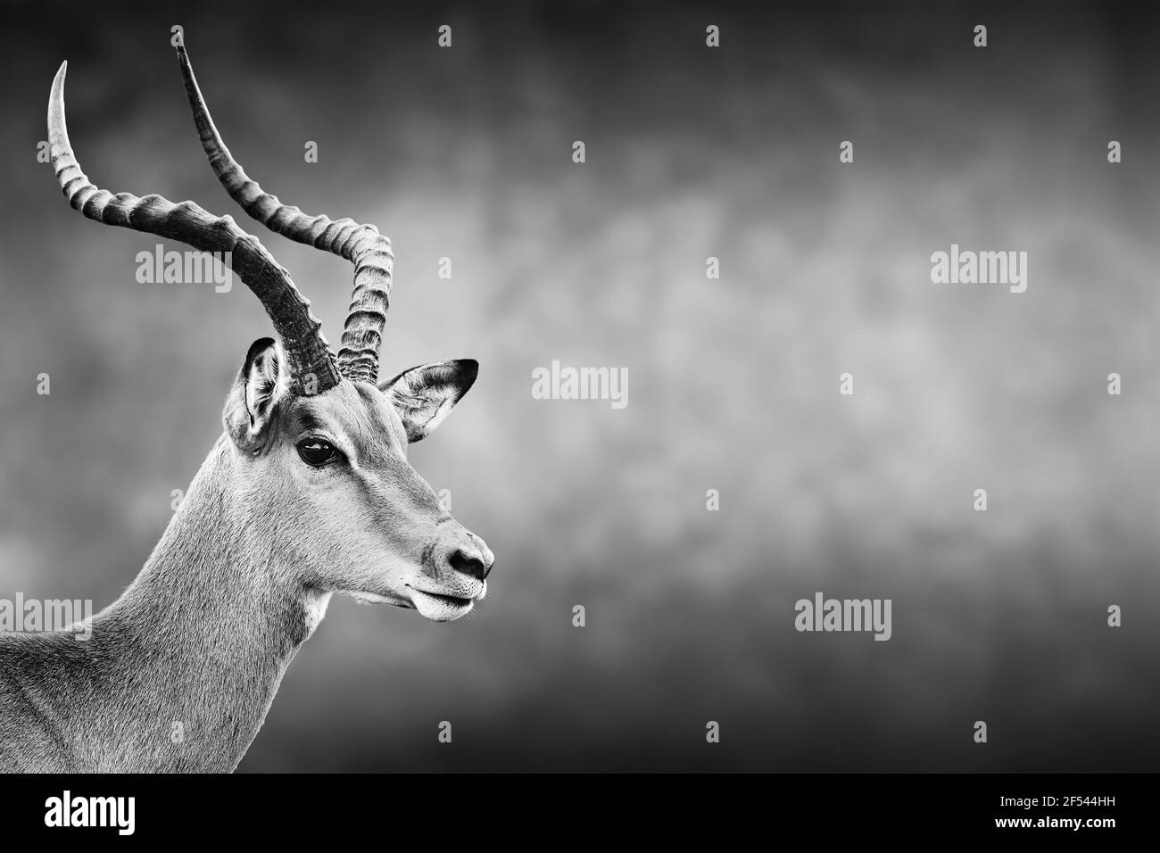 Male impala facial portrait in black and white with text space. Aepyceros melampus Stock Photo