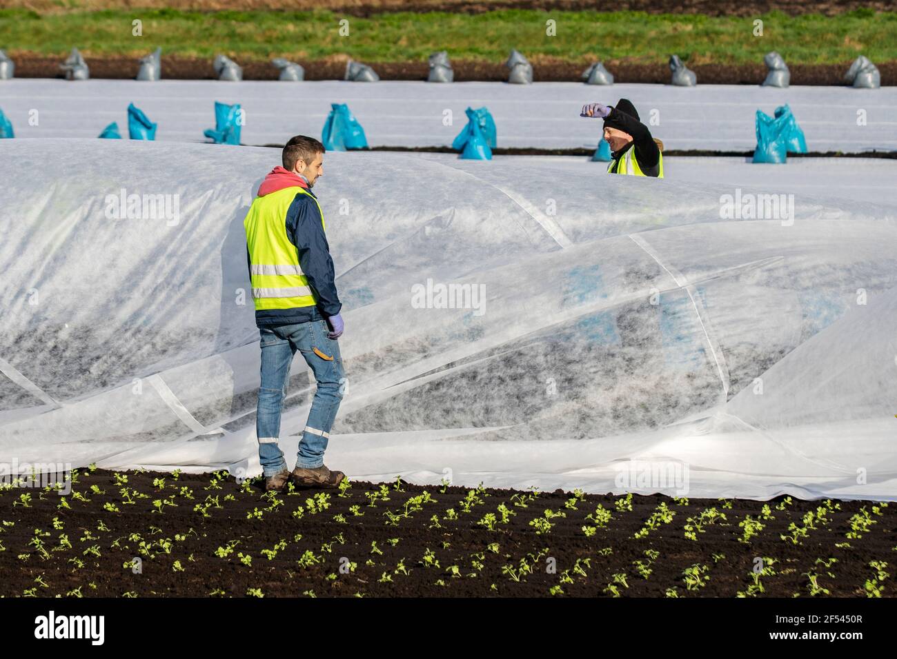 Farming polythene crop cover hires stock photography and images Alamy