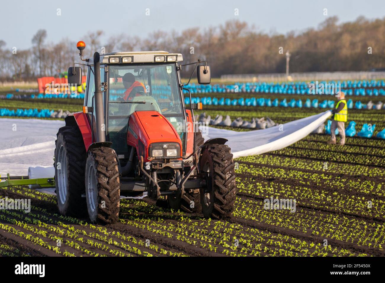 Farming polythene crop cover hires stock photography and images Alamy