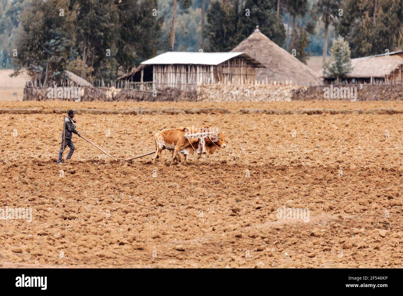 OROMIA REGION, ETHIOPIA, APRIL 19.2019, Unknown Ethiopian farmer cultivates a field with a traditional primitive wooden plow pulled by cows on April 1 Stock Photo