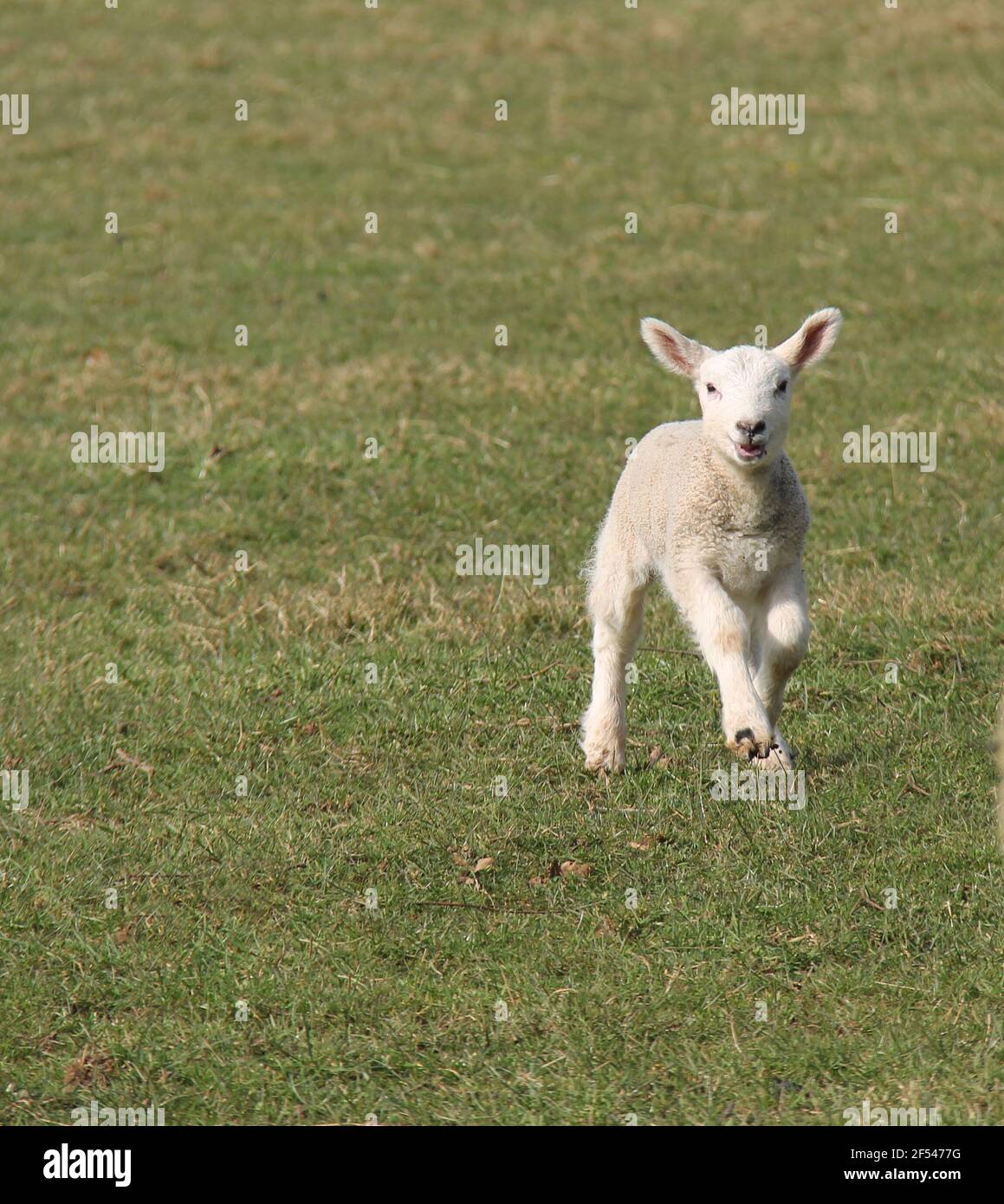 The Fresh Face of a Happy Skipping Baby Lamb. Stock Photo