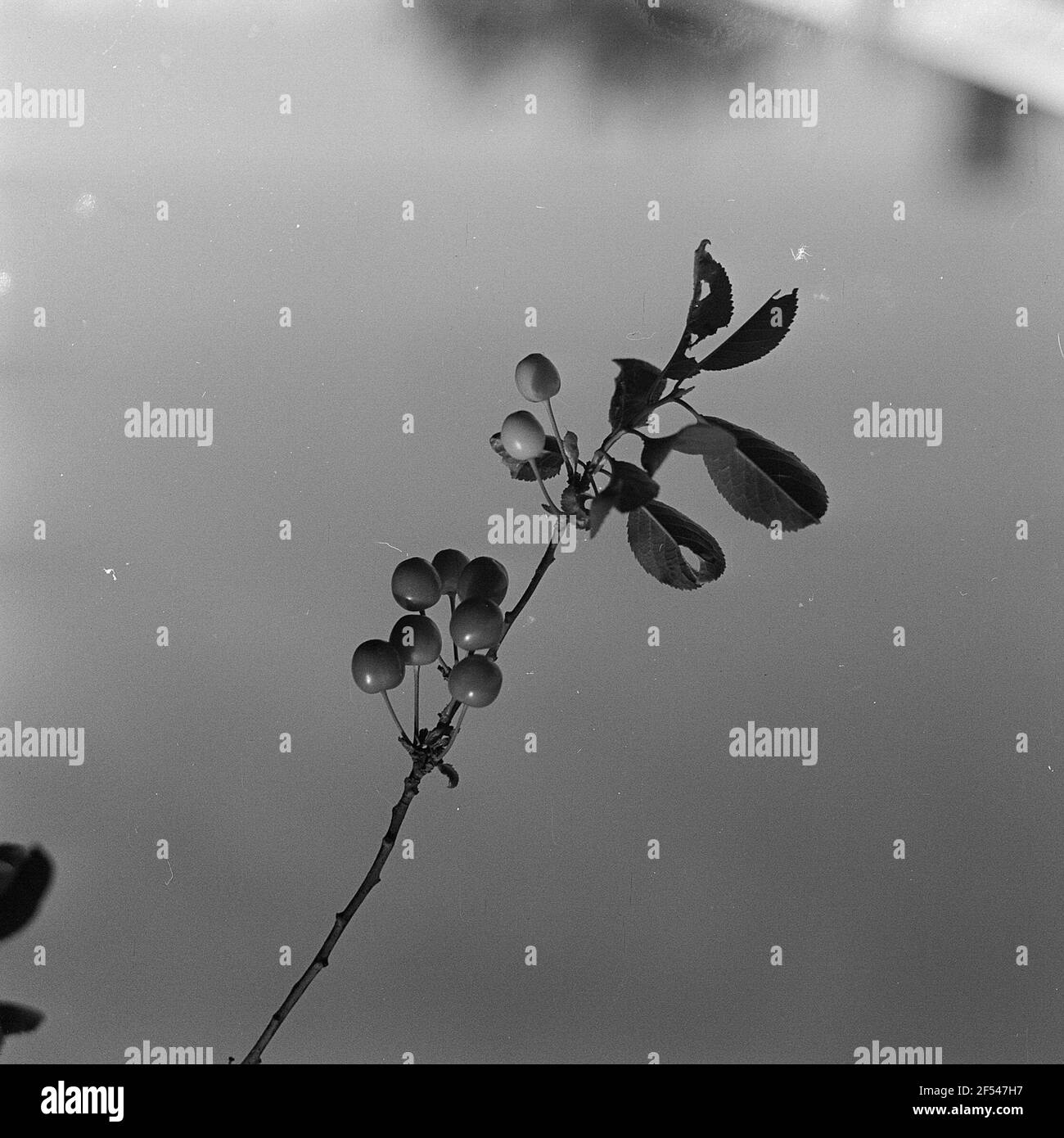 Branch of a cherry tree with fruits Stock Photo