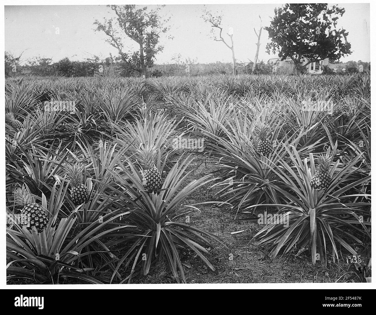 Pineapple plantation on Jamaica Stock Photo Alamy