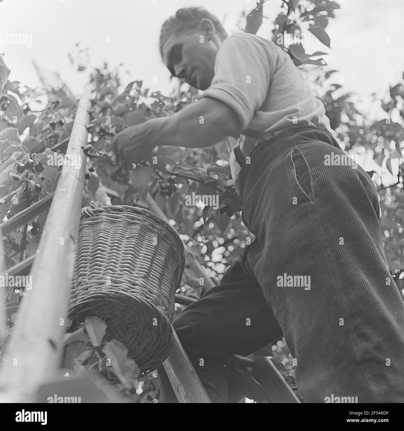 Harvest helper on a ladder when picking cherries Stock Photo