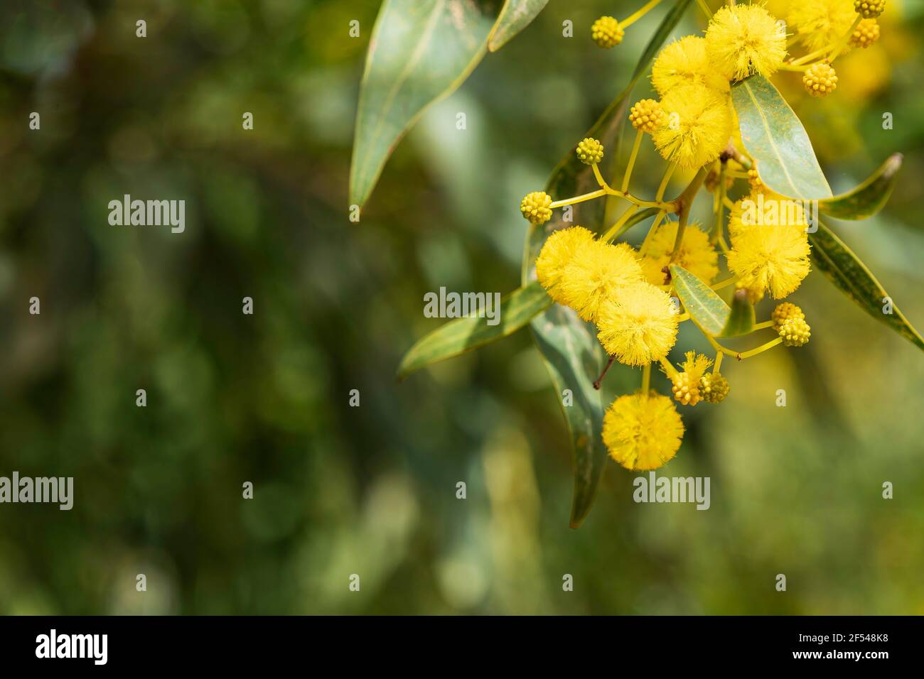 Yellow flowers of acacia saligna Golden Wreath Wattle tree close-up on blurred green background Stock Photo
