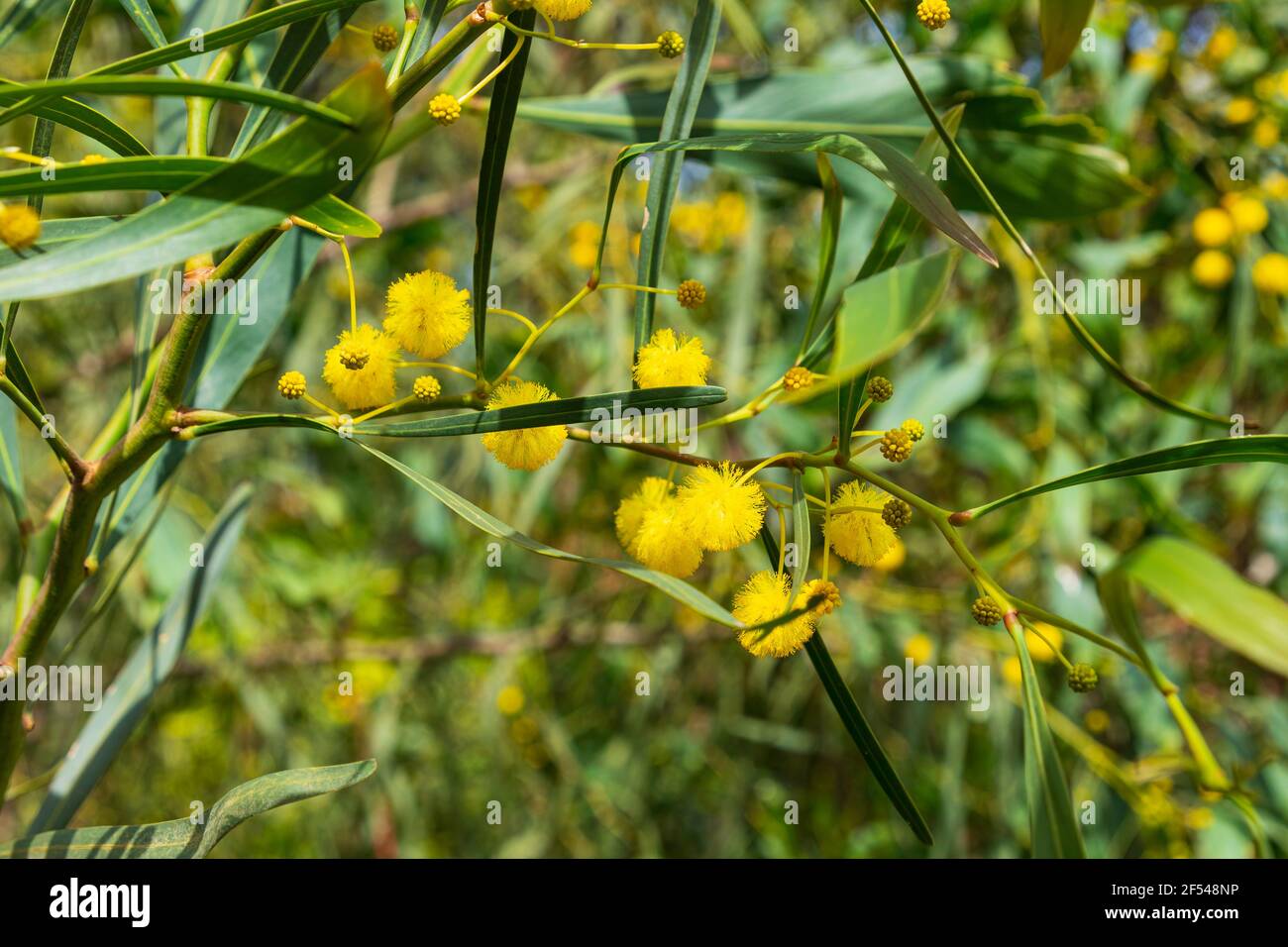 Yellow flowers of acacia saligna Golden Wreath Wattle tree close-up on blurred green background Stock Photo