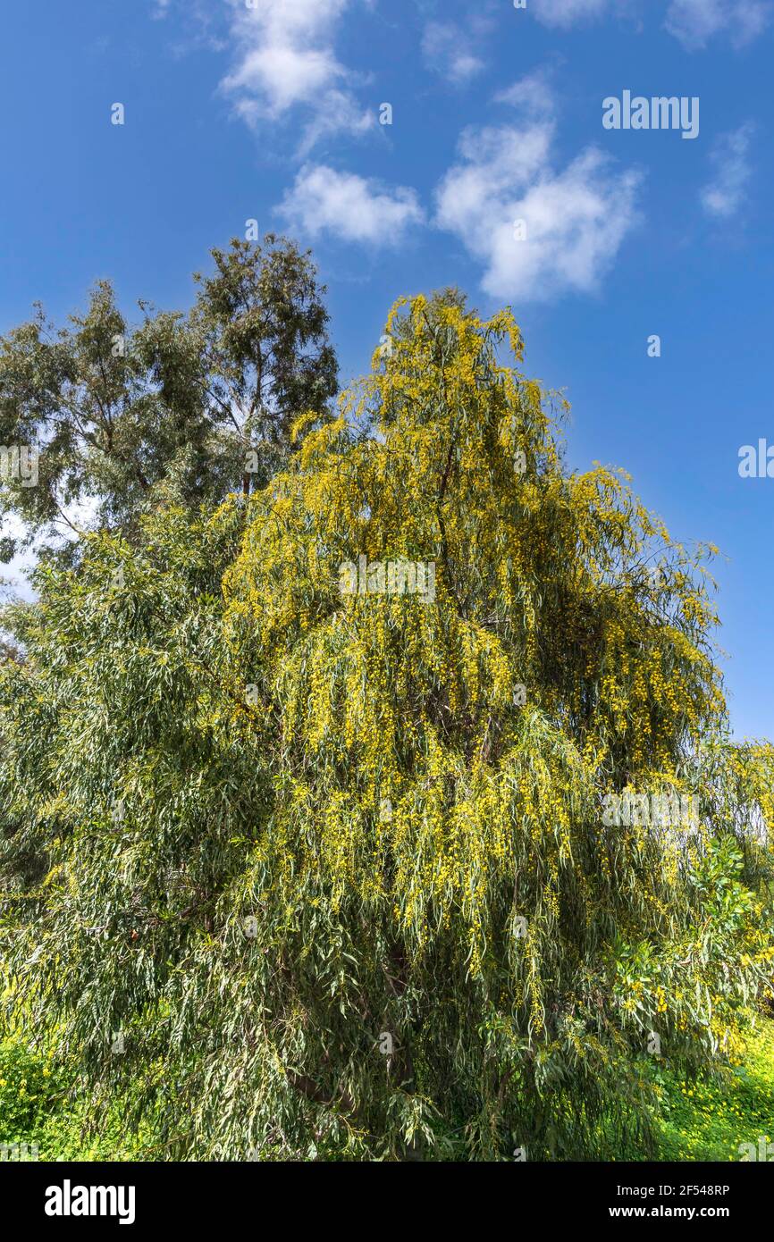 Blooming tree acacia saligna Golden Wreath Wattle against the sky with clouds Stock Photo