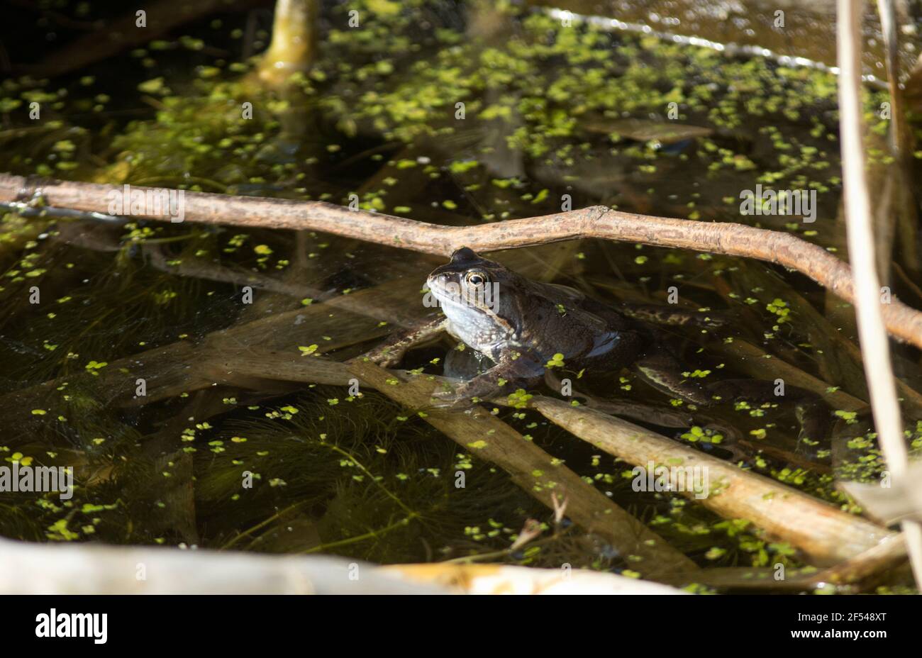 In early spring the Common Frog leaves its winter hibernation den and ...