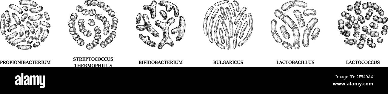 Set of hand drawn probiotics bacterias: lactococcus, lactobacillus, bulgaricus, bifidobacterium, propionibacterium, streptococcus. Vector illustration Stock Vector