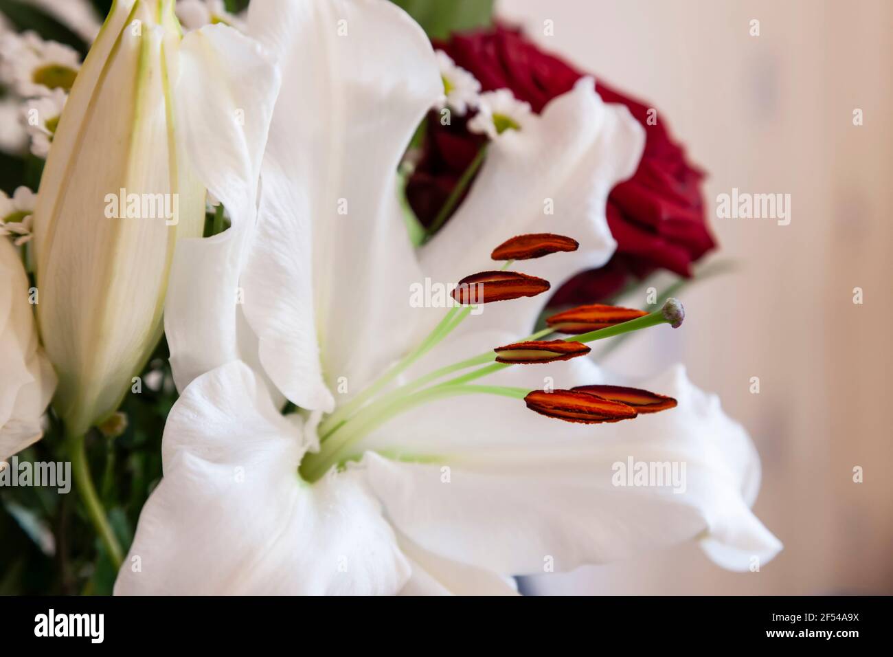 A birthday Bouquet of White Lillies and  Red Roses for a special lady, Nothampton, England, UK. Stock Photo