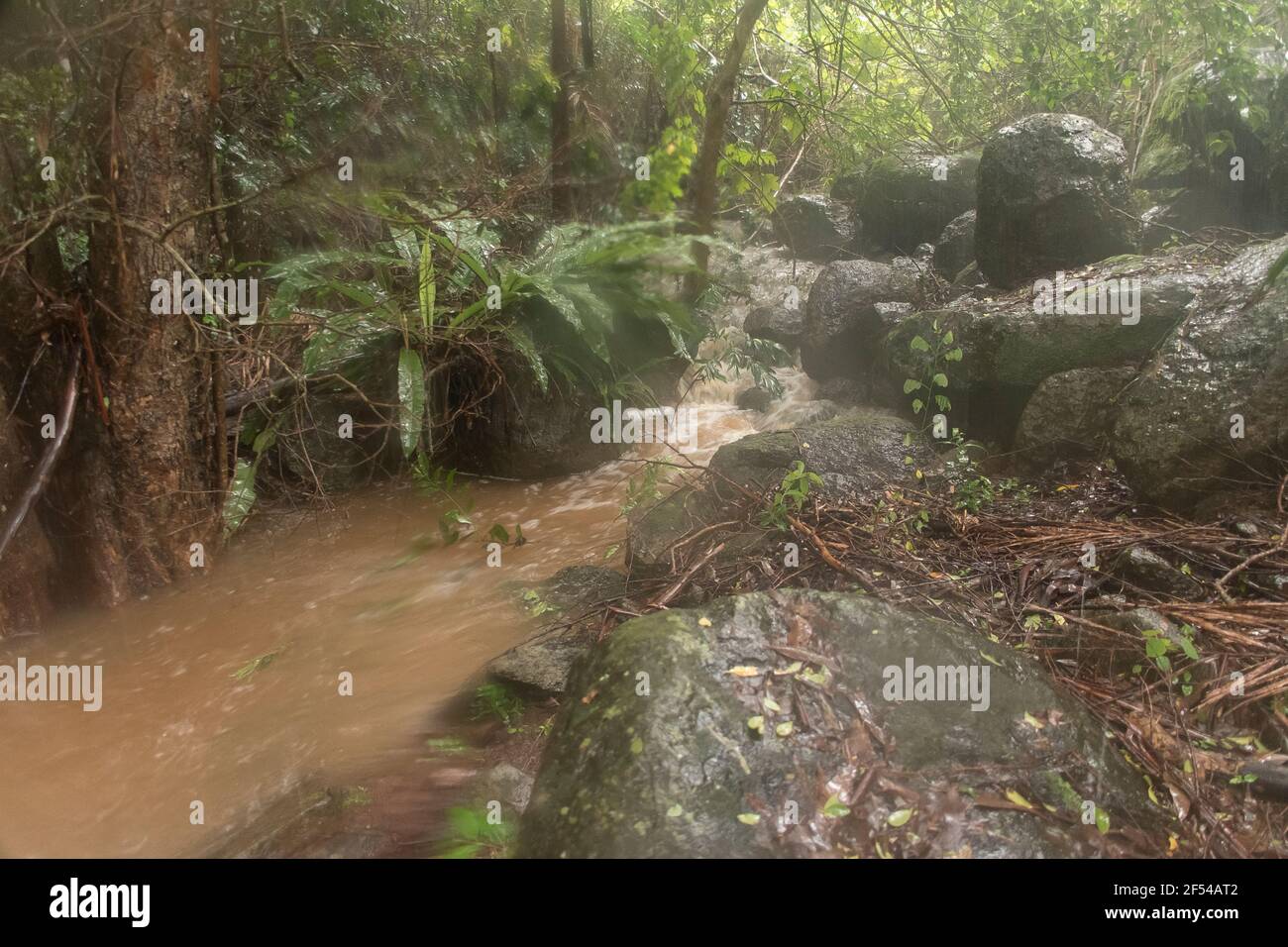 Flood waters rushing through Australian subtropical rainforest after 500 mm of rain in 2 days. Rocks and trees and plants submerged and impassable. Stock Photo