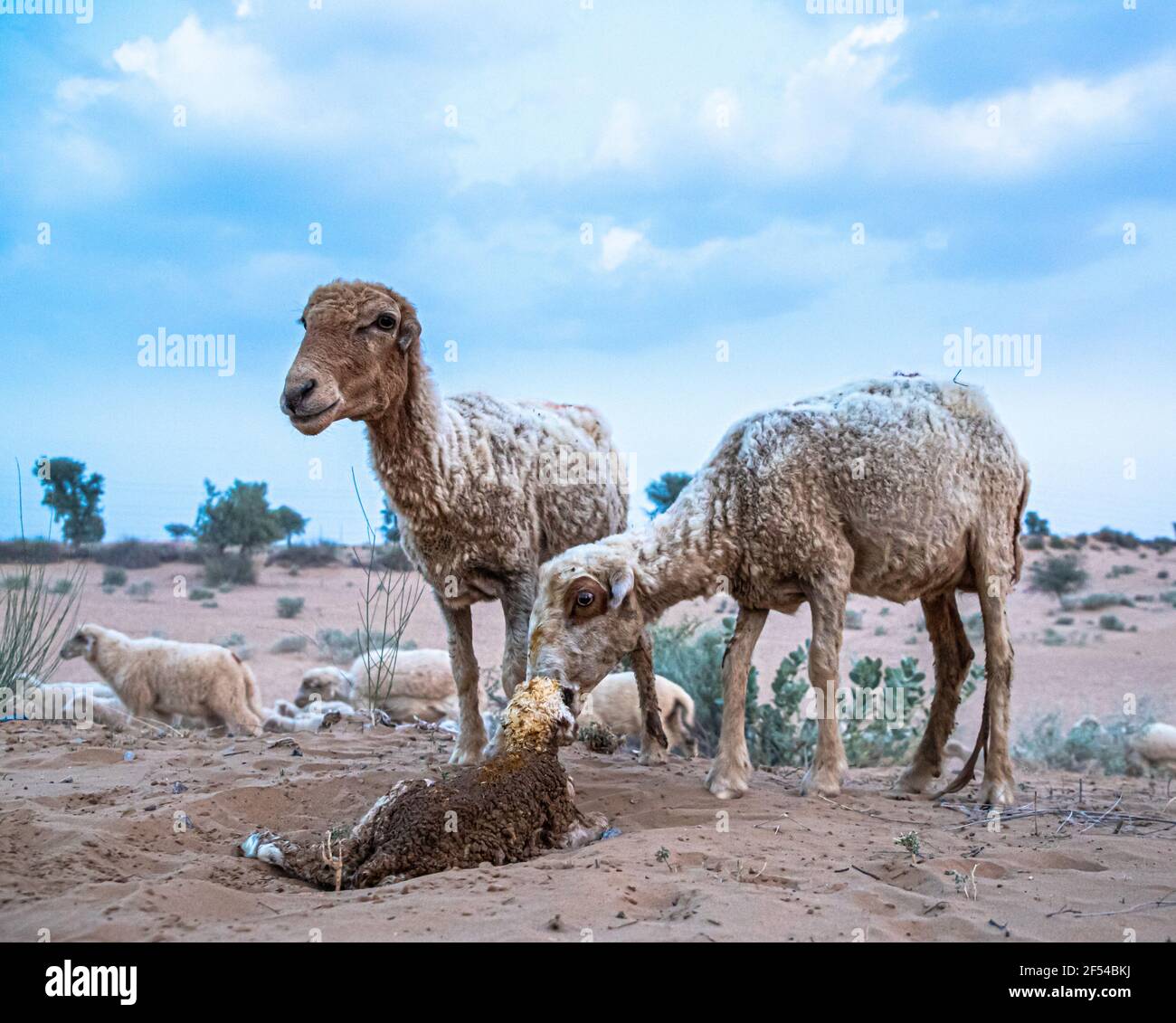 sheep ewe or goat licks her lamb after giving birth in indian thar desert with selective focus on subject and added noise and grains. Stock Photo