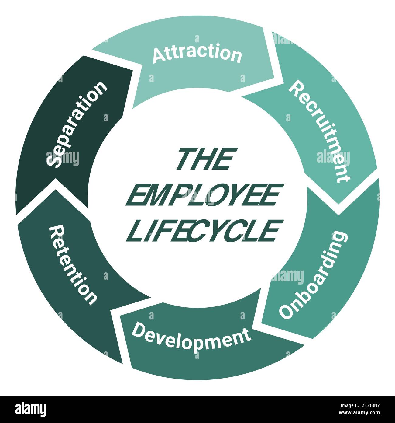 The employee lifecycle management scheme. Methodology circle diagram with attraction, recruitment, onboarding, development, retention and separation. Stock Vector