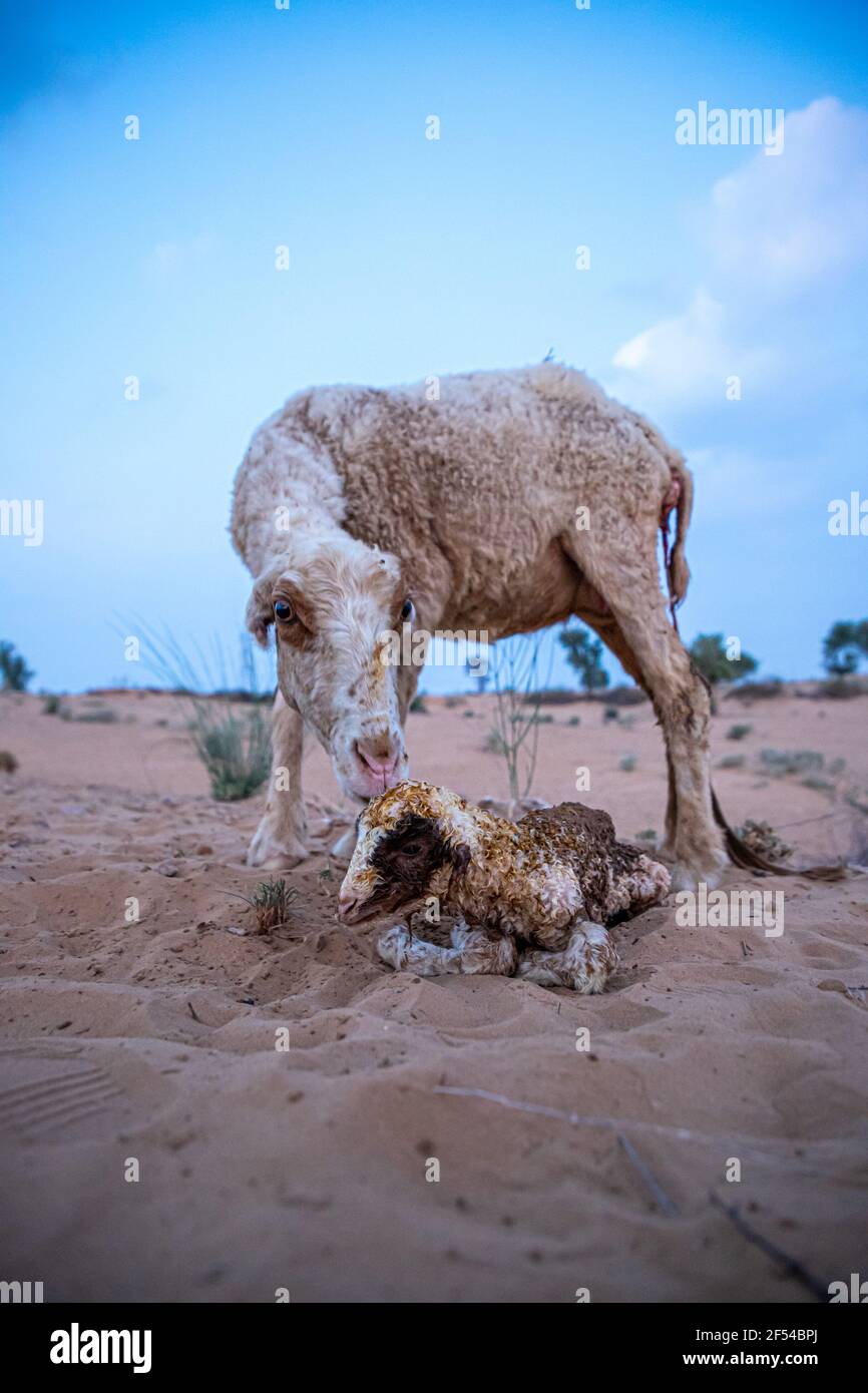 sheep ewe or goat licks her lamb after giving birth in indian thar desert with selective focus on subject and added noise and grains. Stock Photo