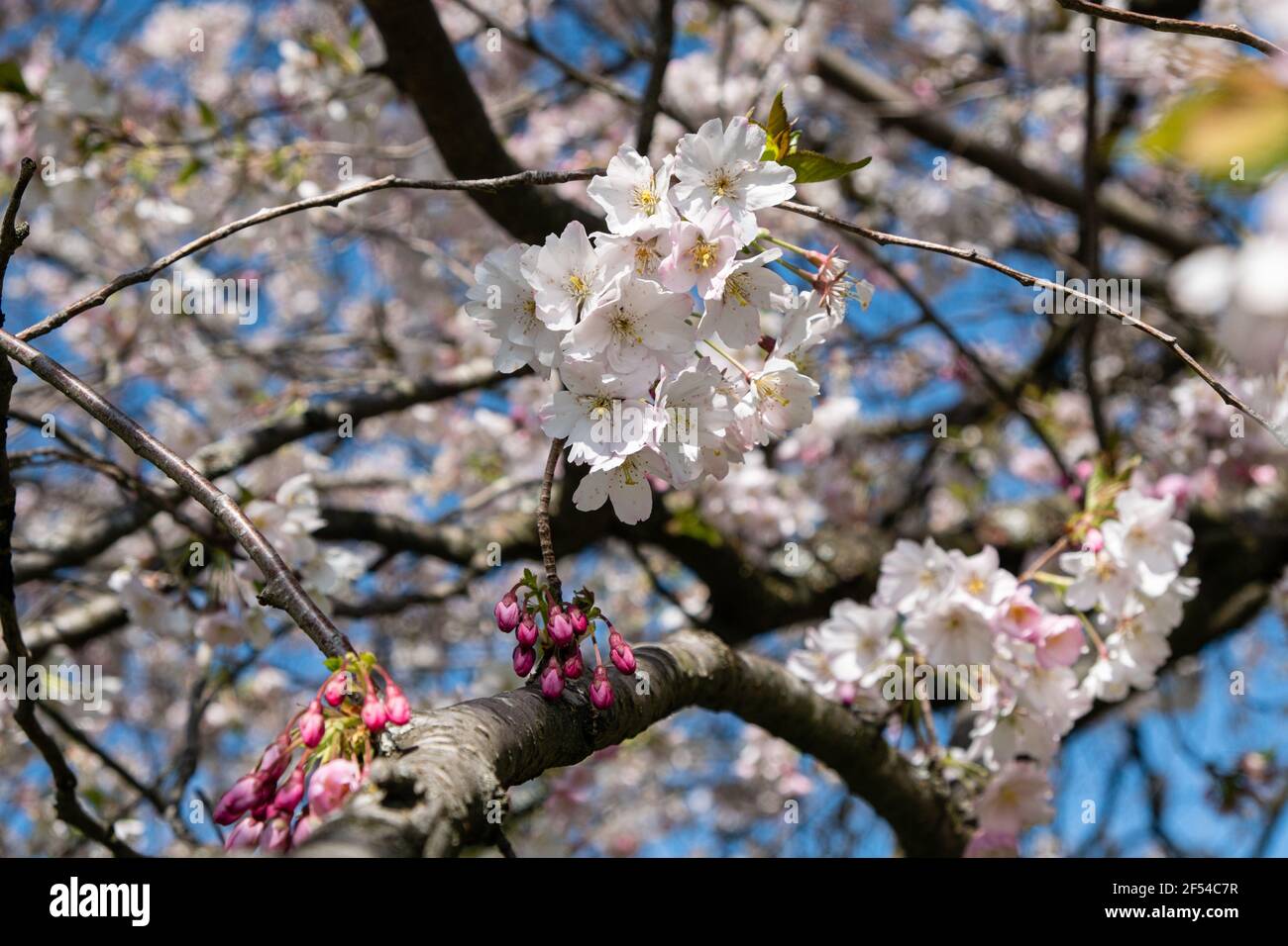 Lyon (France), March 23, 2021. Morello cherry tree flowers in spring