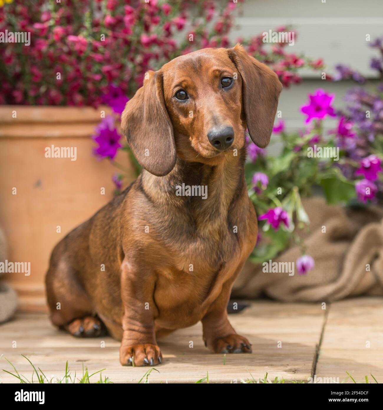 standard smooth haired Dachshund dog Stock Photo