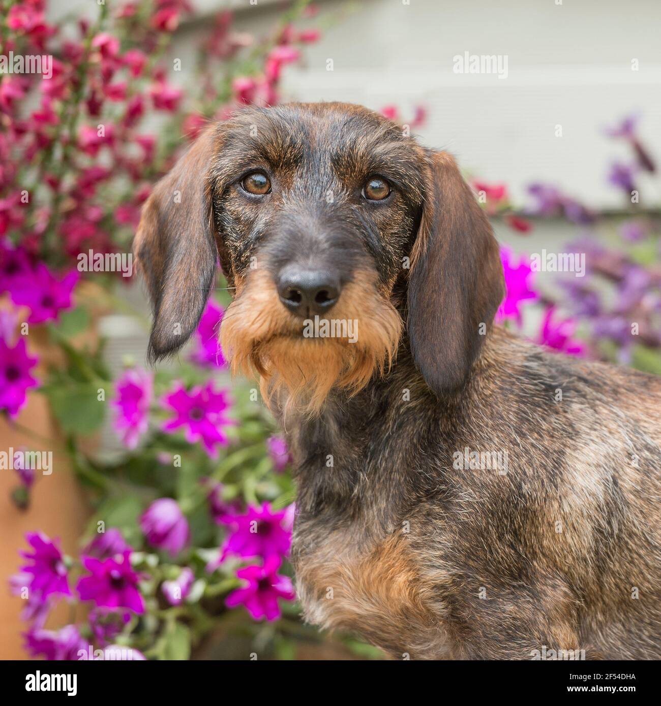 Wirehaired Dachshund dog Stock Photo