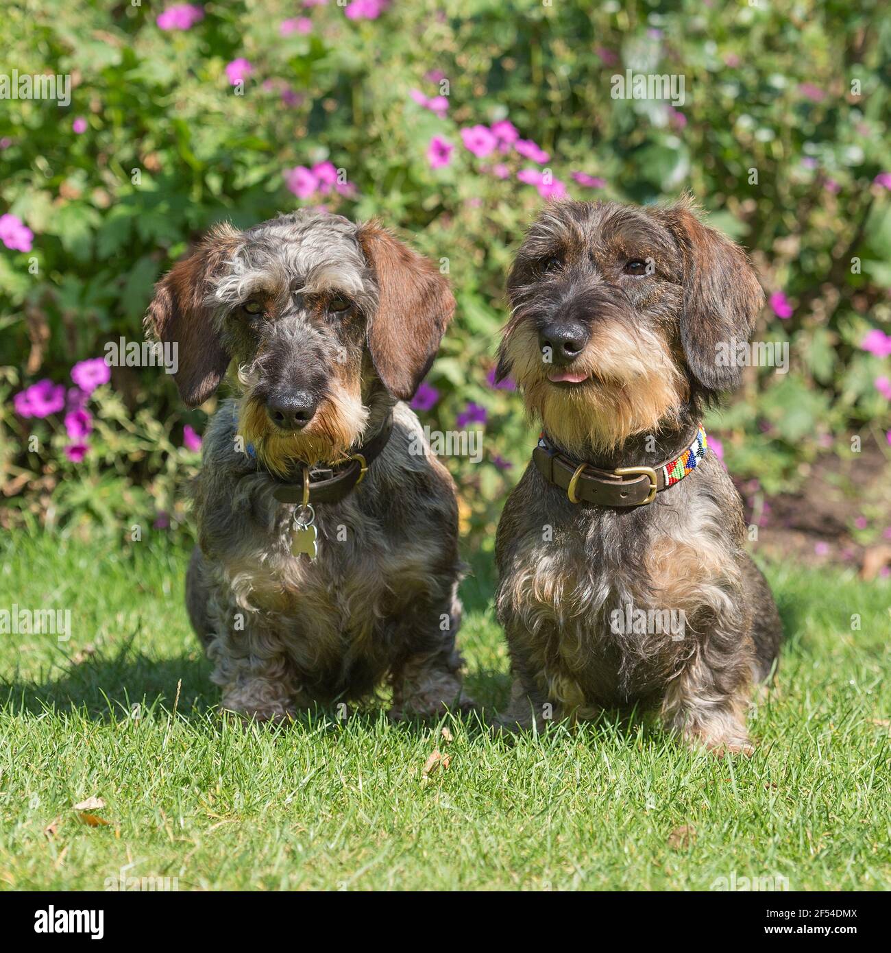 two Wirehaired Dachshund dogs Stock Photo