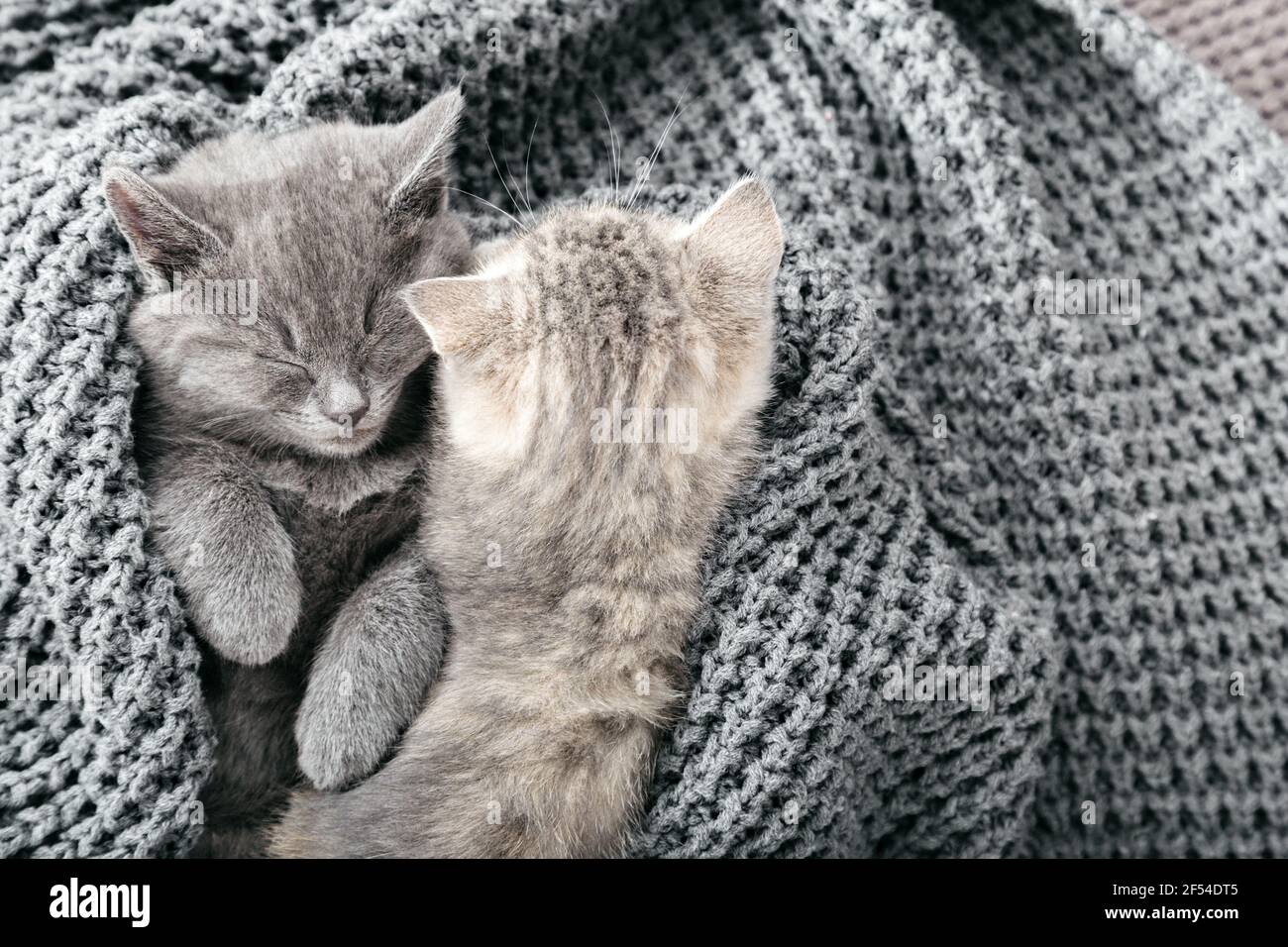 Couple cute tabby kittens sleeping on gray soft knitted blanket. Cats ...