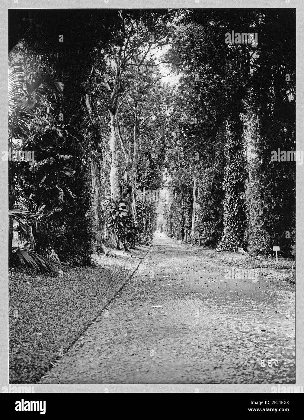 Buitenzorg (Bogor), Java / Indonesia. Botanical Garden (1817, K. G. K. Reinwardt). Allee with epiphytes overgrowed tree giant of the tropical rainforest Stock Photo