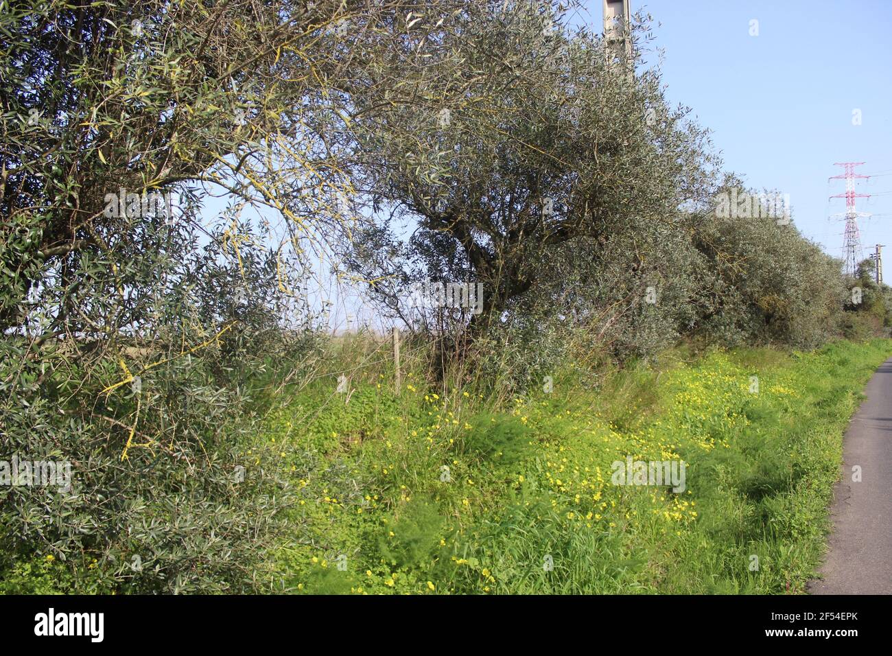 Olive trees landscape, next to the road Stock Photo