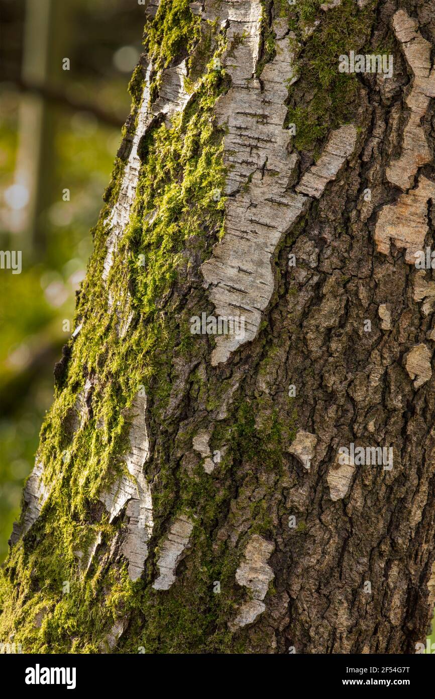 Very close-up and interesting natural patterns and textures on the ...