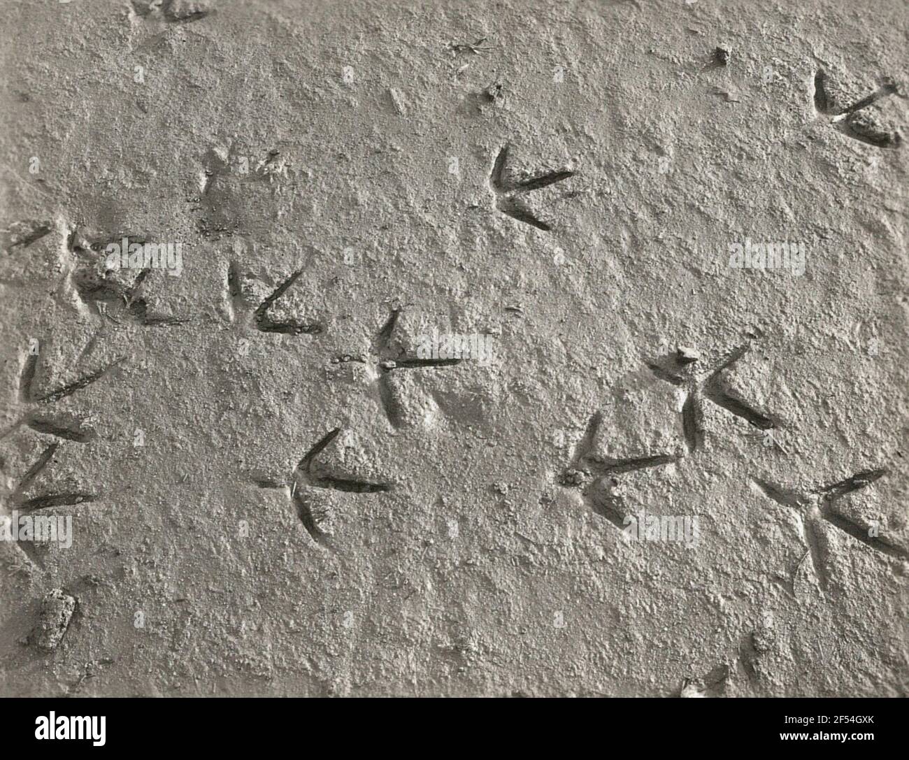 Gray Heher or Fish Freis (Ardea Cinerea L.), Steel Stock Photo - Alamy