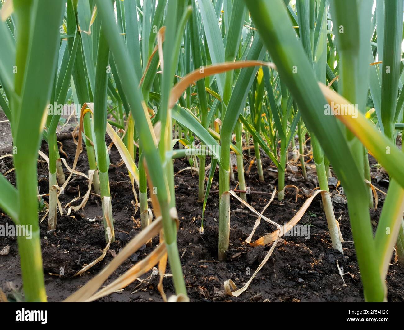 green onion leaves closeup harvest from farm Stock Photo Alamy