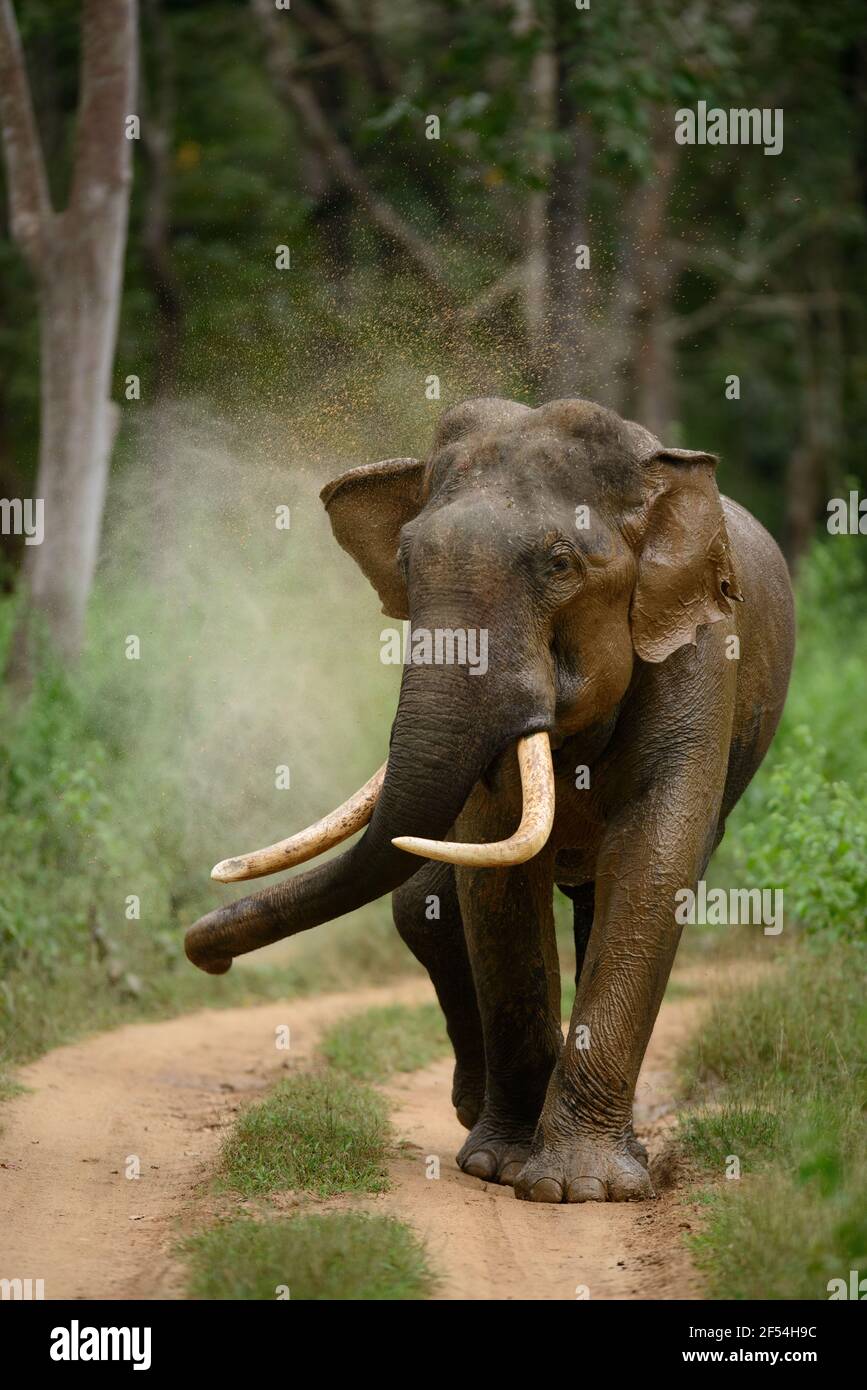 Asian Male Elephant (Elephas maximus), splashes water on itself inside the Nagarahole National Park, Karnataka Stock Photo