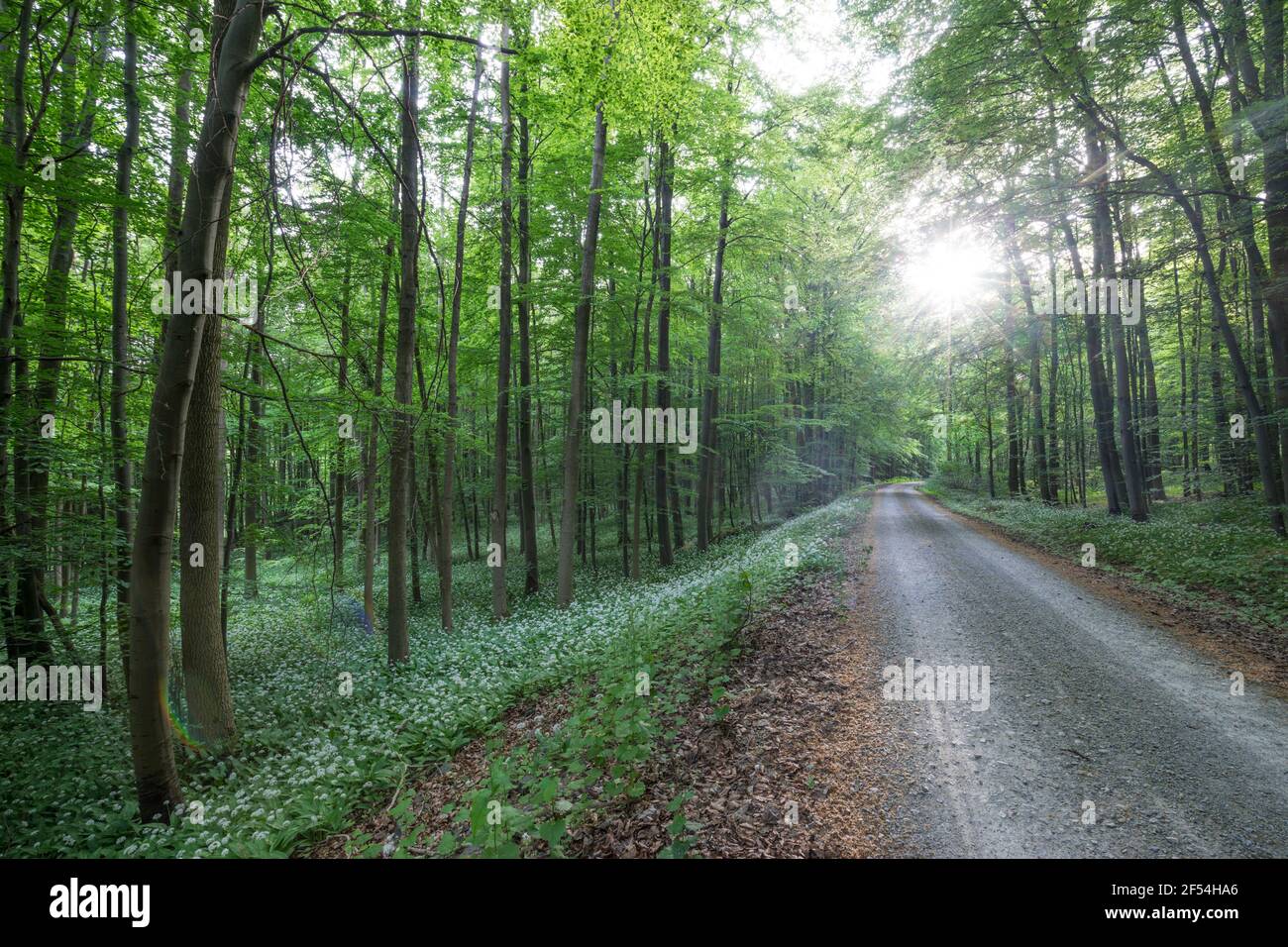 geography / travel, Germany, Thuringia, national park Hainich, bear's garlic flowering time in the nat, Additional-Rights-Clearance-Info-Not-Available Stock Photo