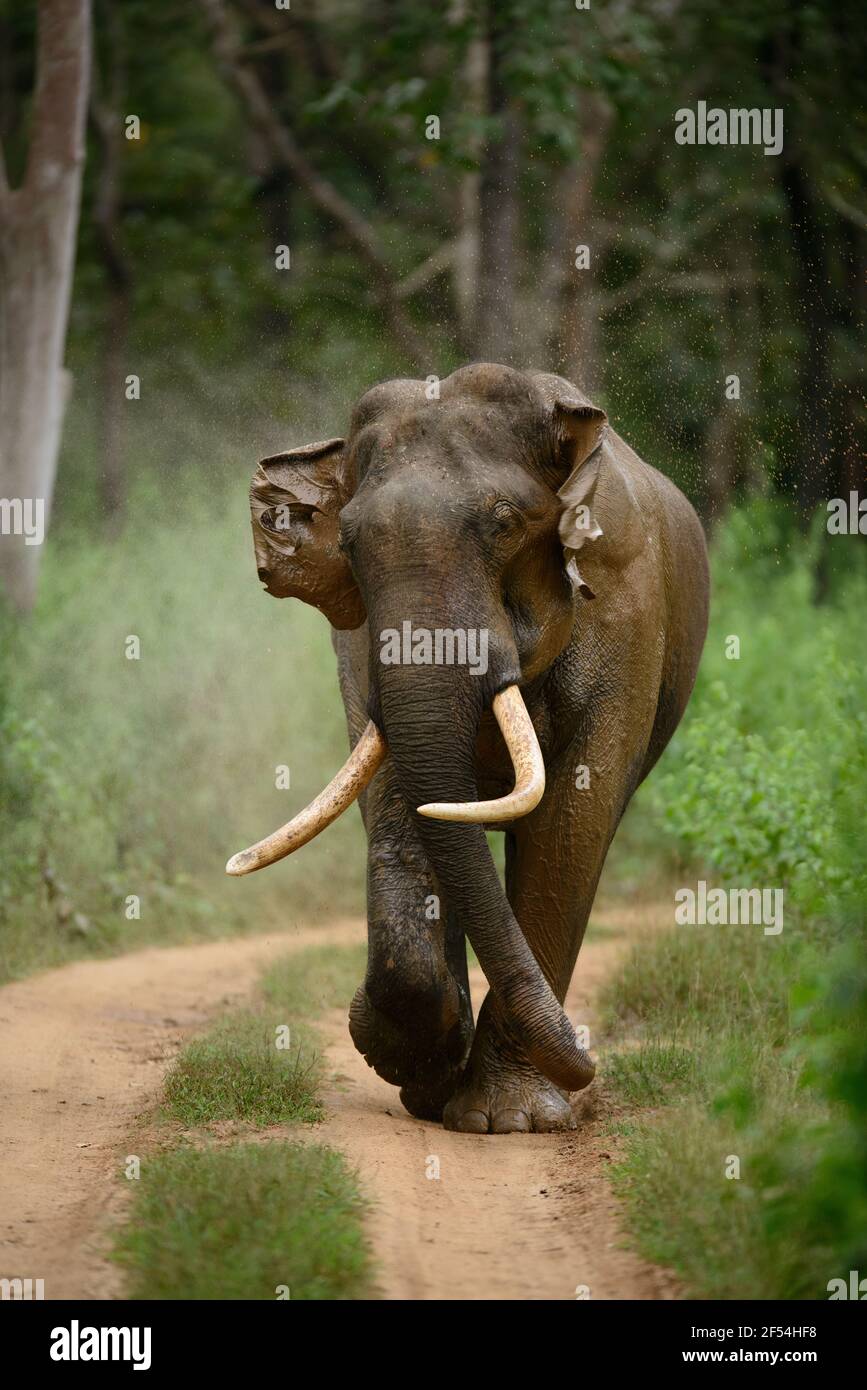 Asian Male Elephant (Elephas maximus) splashes water on itself as it walks inside the Nagarahole National Park, Karnataka Stock Photo
