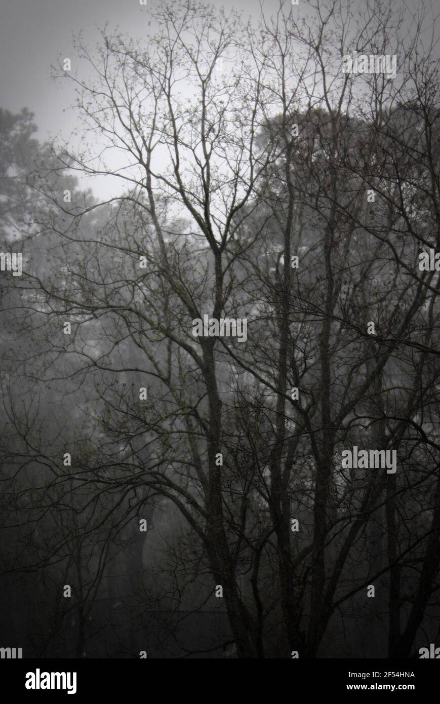 fog and rain among trees in soft silhouette Stock Photo