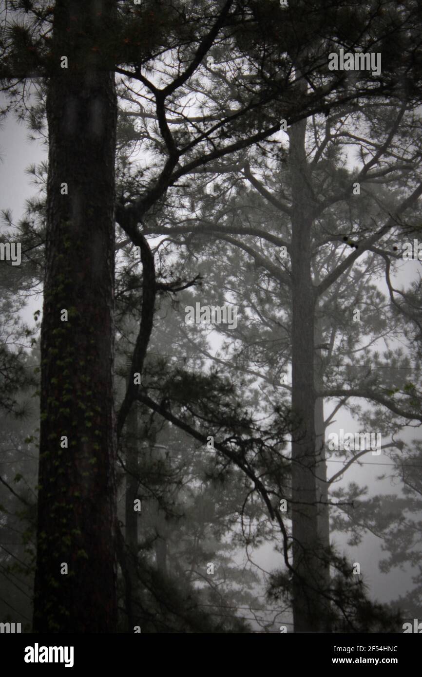 pine trees in the rain and fog Stock Photo