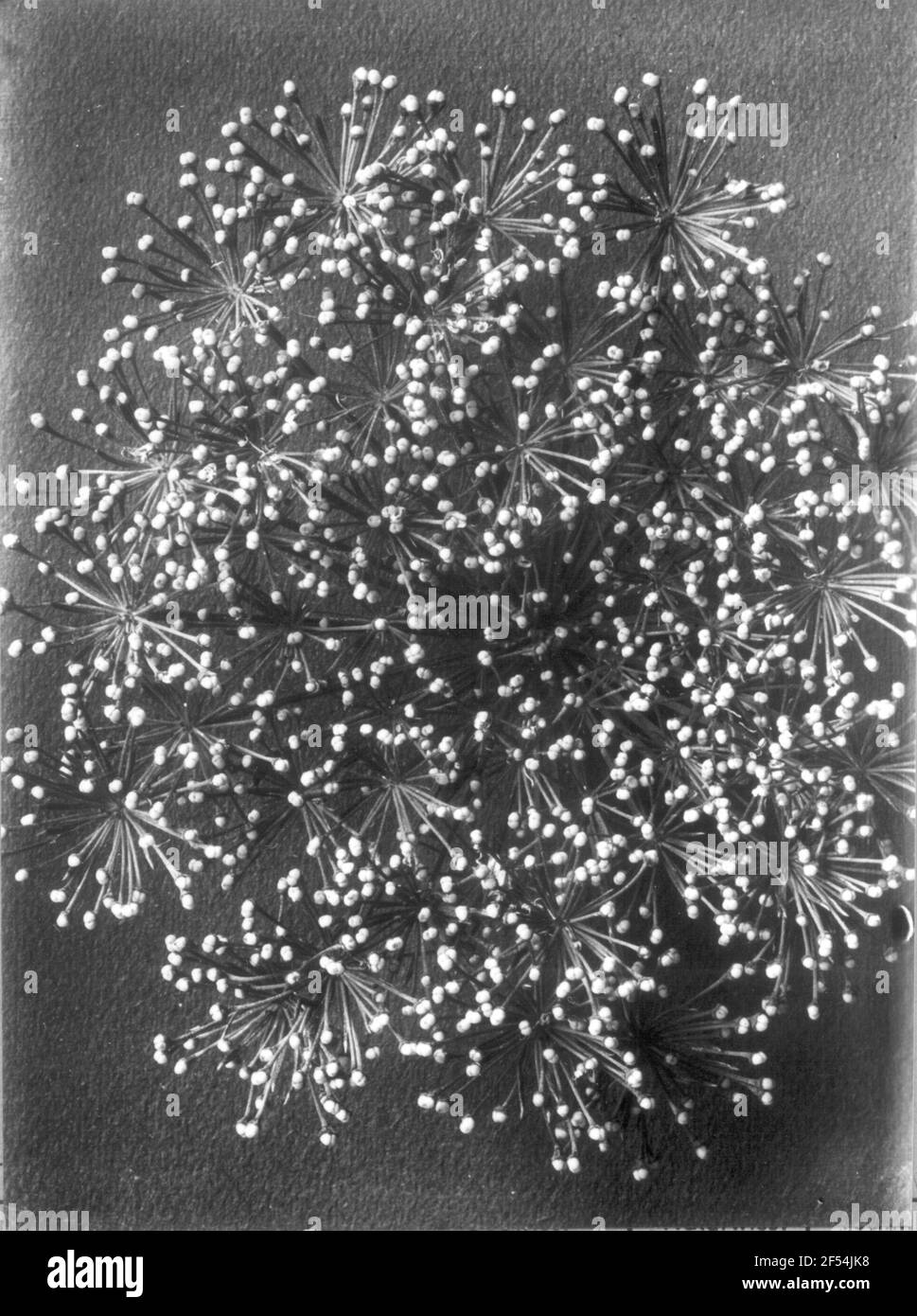 Swamp burning sowing (Cnidium Venosum Koch, C. Dubium part.), Part of the fruit material Swamp burning sowing (Cnidium Venosum Koch, C. Dubium part.), Part of the fruit material Stock Photo