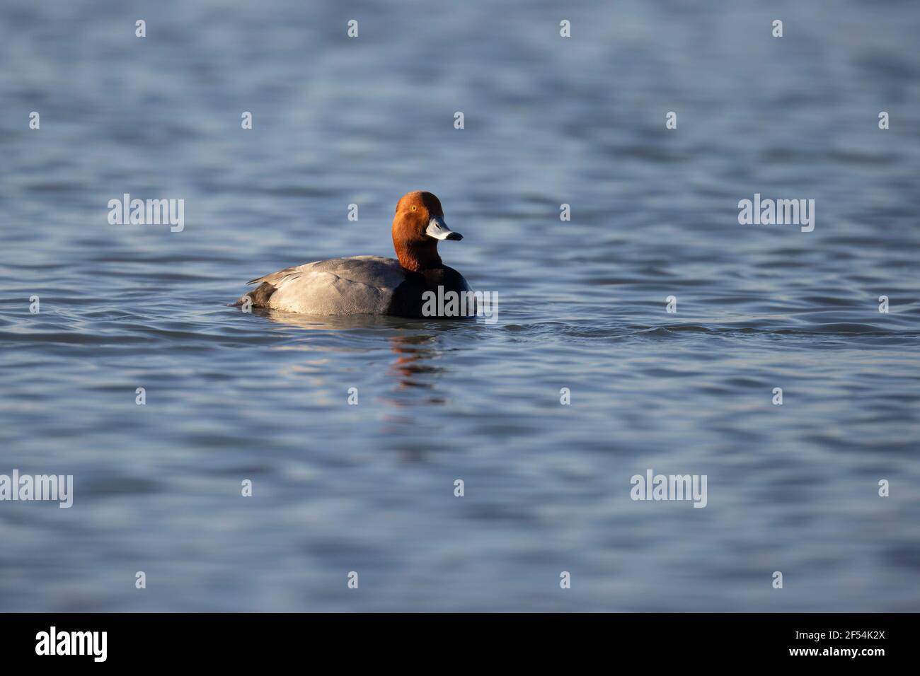 Drake redhead duck swimming alone. Stock Photo
