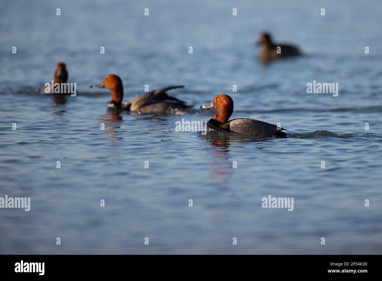 Group of swimming redhead ducks. Stock Photo