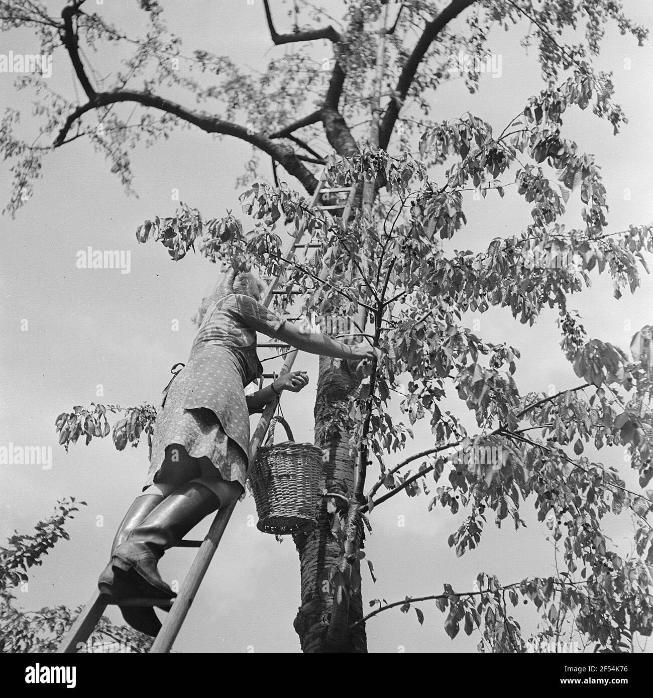 Harvest lover on a ladder when picking cherries Stock Photo Alamy