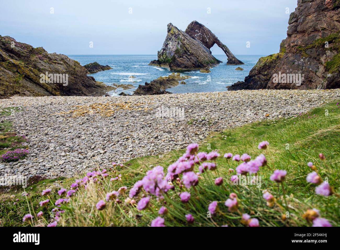 Sea Pink Thrift flowers on shore by Bow Fiddle Rock in Moray Firth. Portknockie, Moray, Scotland, UK, Britain Stock Photo