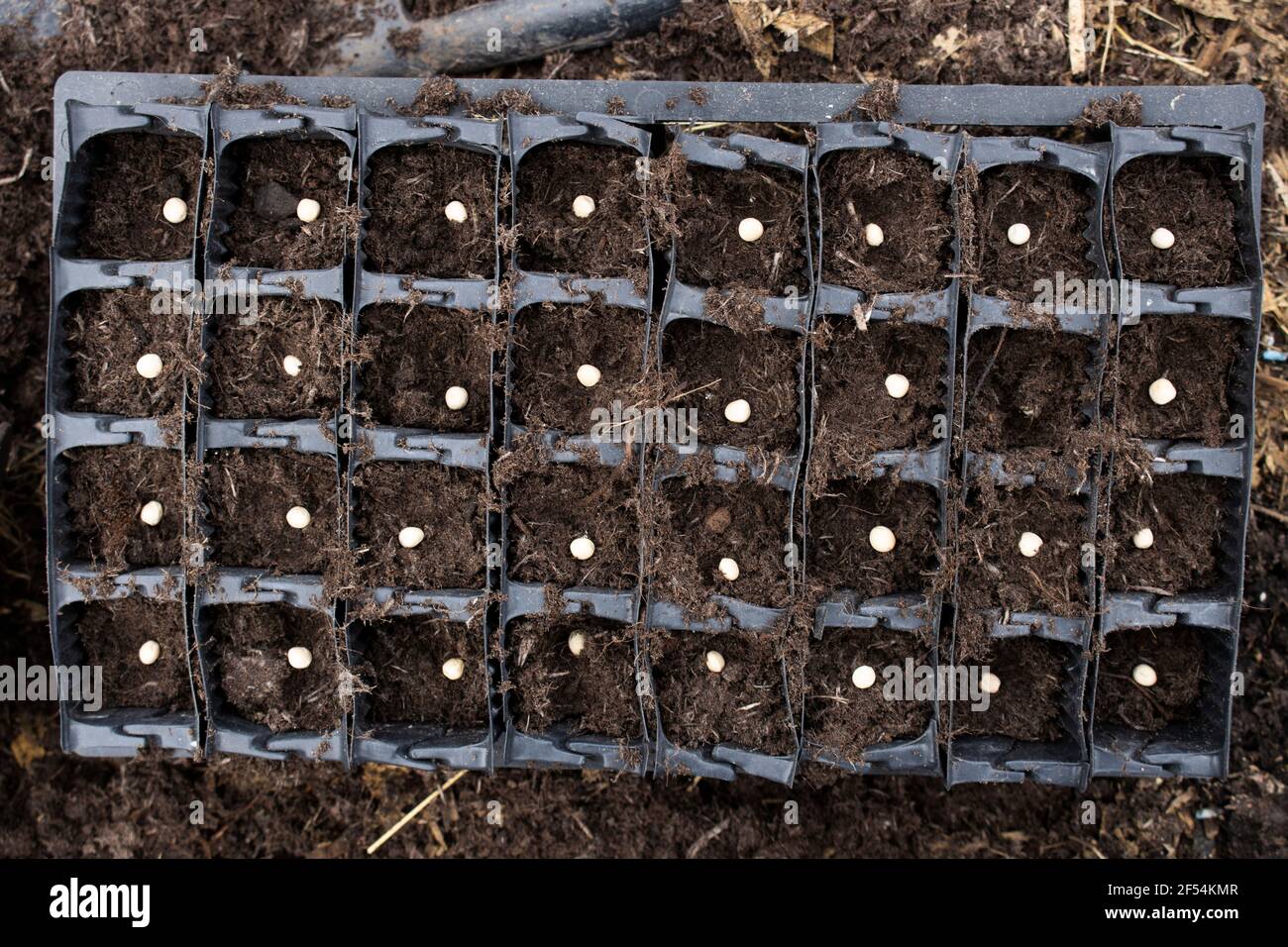 Rootrainers filled with sweet pea seeds that have just been sown Stock Photo