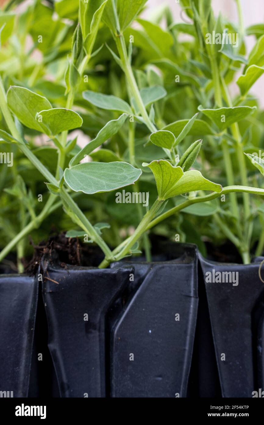 A close up of sweet pea seedlings growing in rootrainers Stock Photo