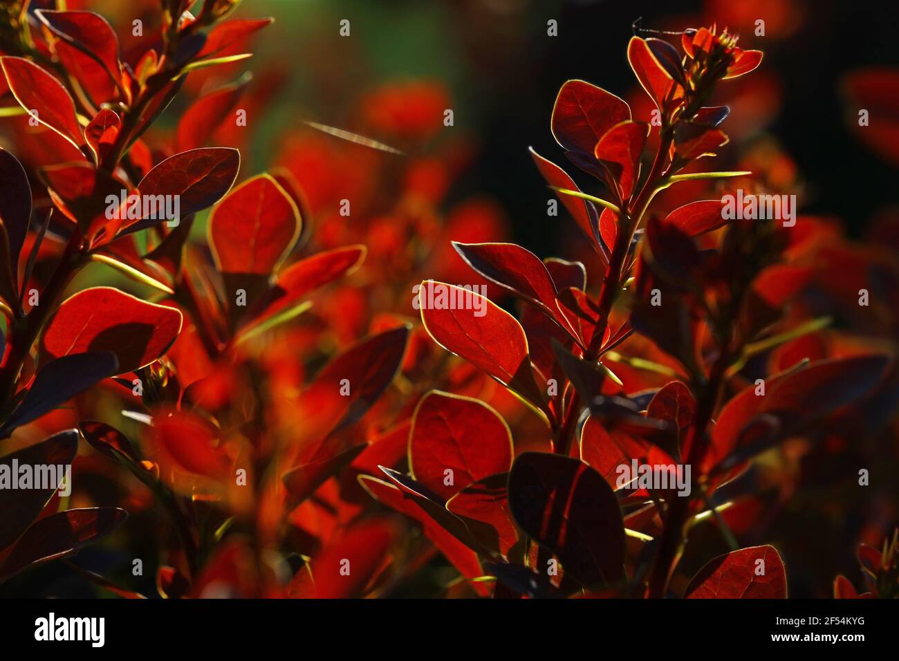 Close up vivid backlit red autumn berberis or barberry leaves, low angle view Stock Photo