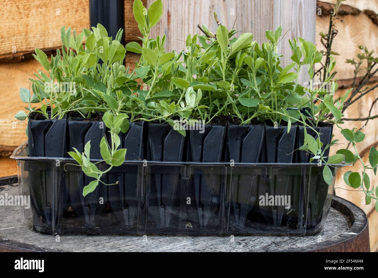 A tray of rootrainers with sweet pea seedlings growing Stock Photo