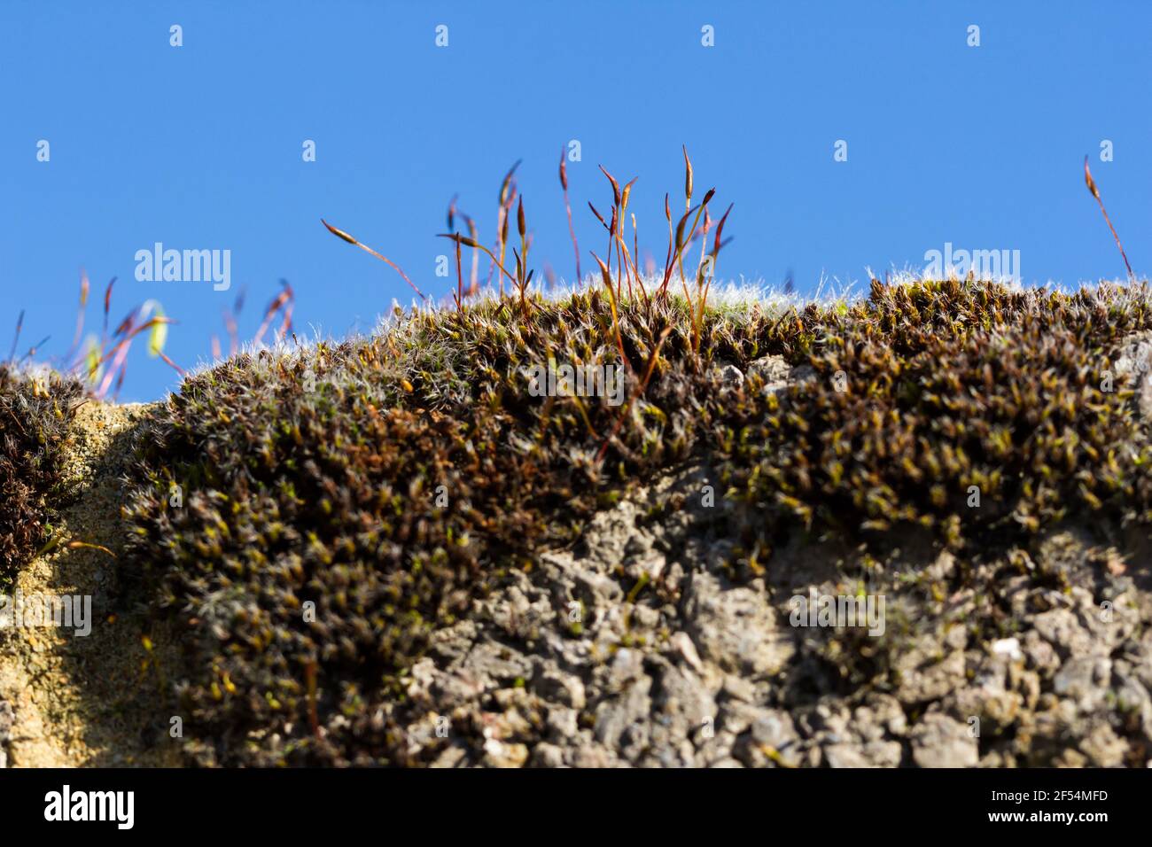Moss Bryophyta growing on the top of a wall, closeup macro Stock Photo
