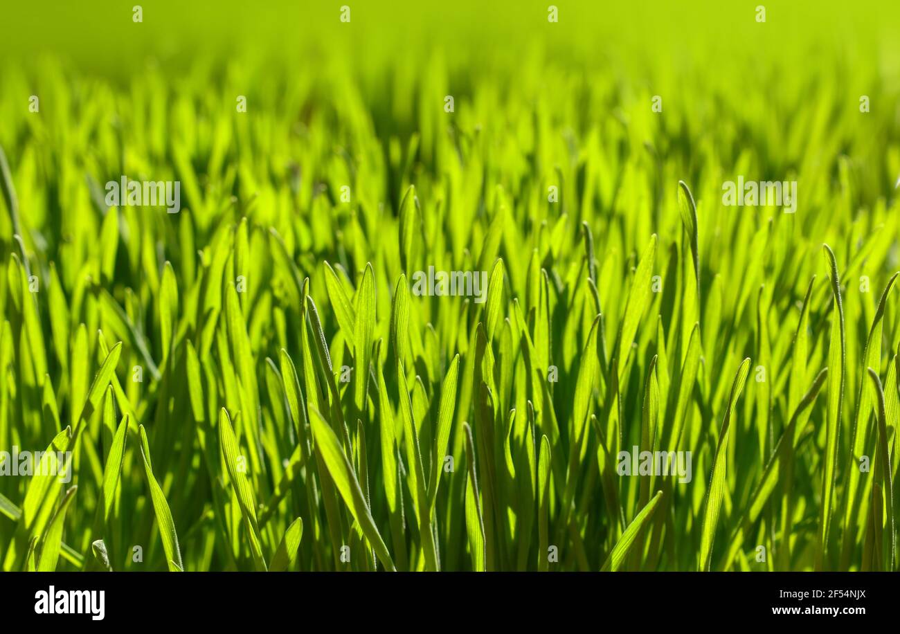 Close up backlit fresh young hi-res stock photography and images - Alamy