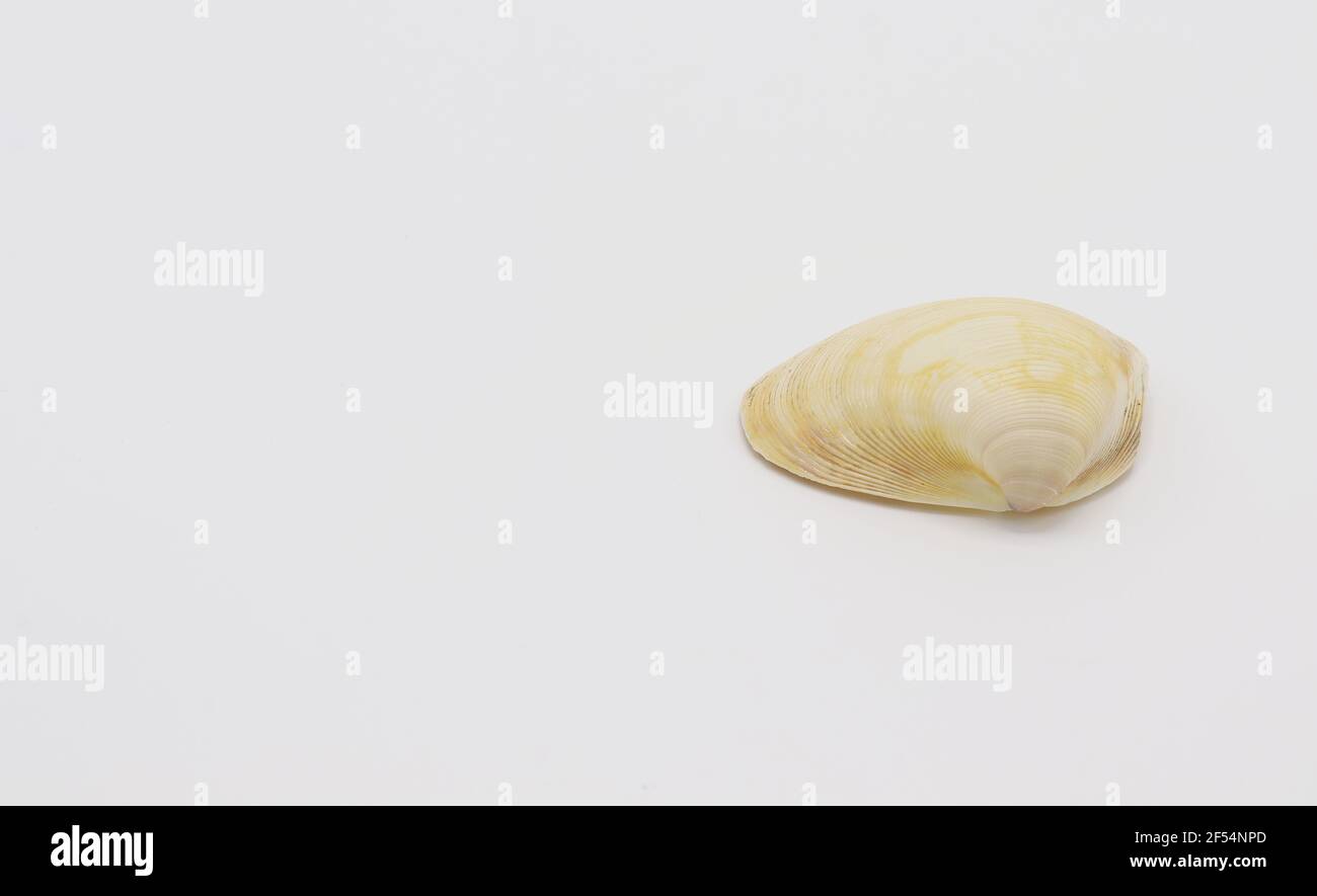 Sea shell isolated on a white background, Seashell on white background Stock Photo