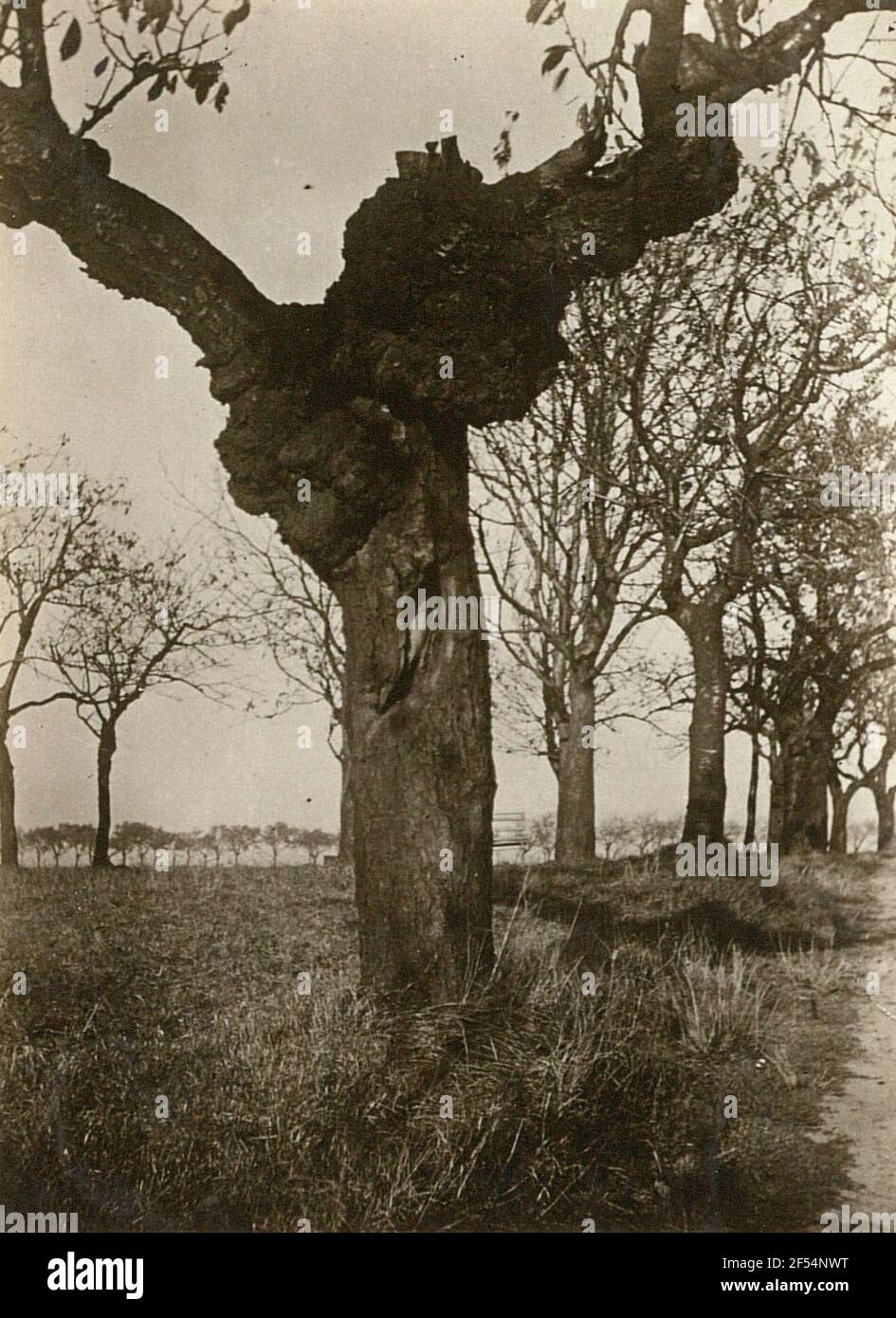 Sauerkirsche (Prunus Cerasus). Trunk with tubering Stock Photo