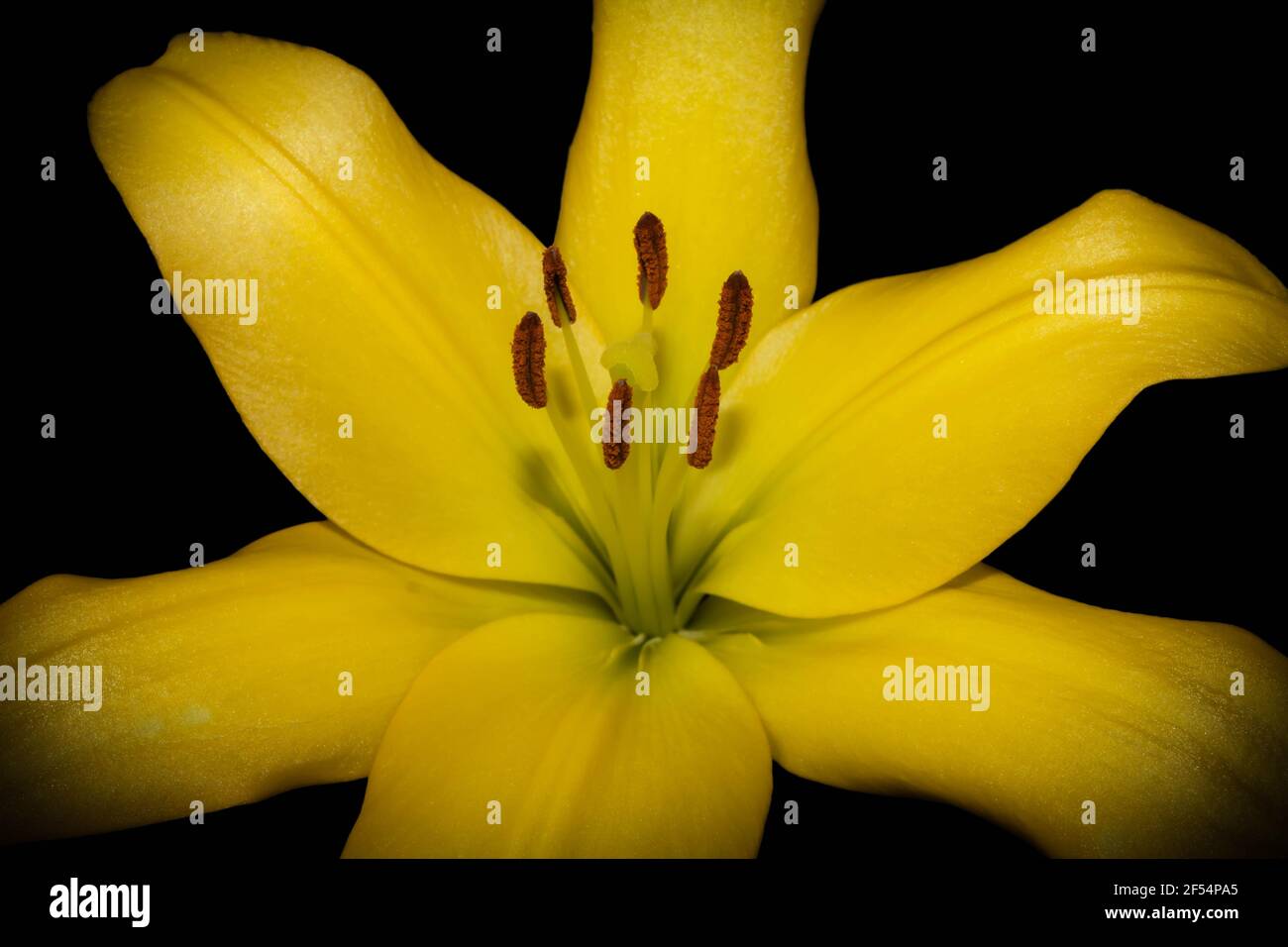 in focus Close up of Yellow Lily in bloom opened up on black background fresh scent and pollen can be seen on six buds, poster, still life nature. Stock Photo
