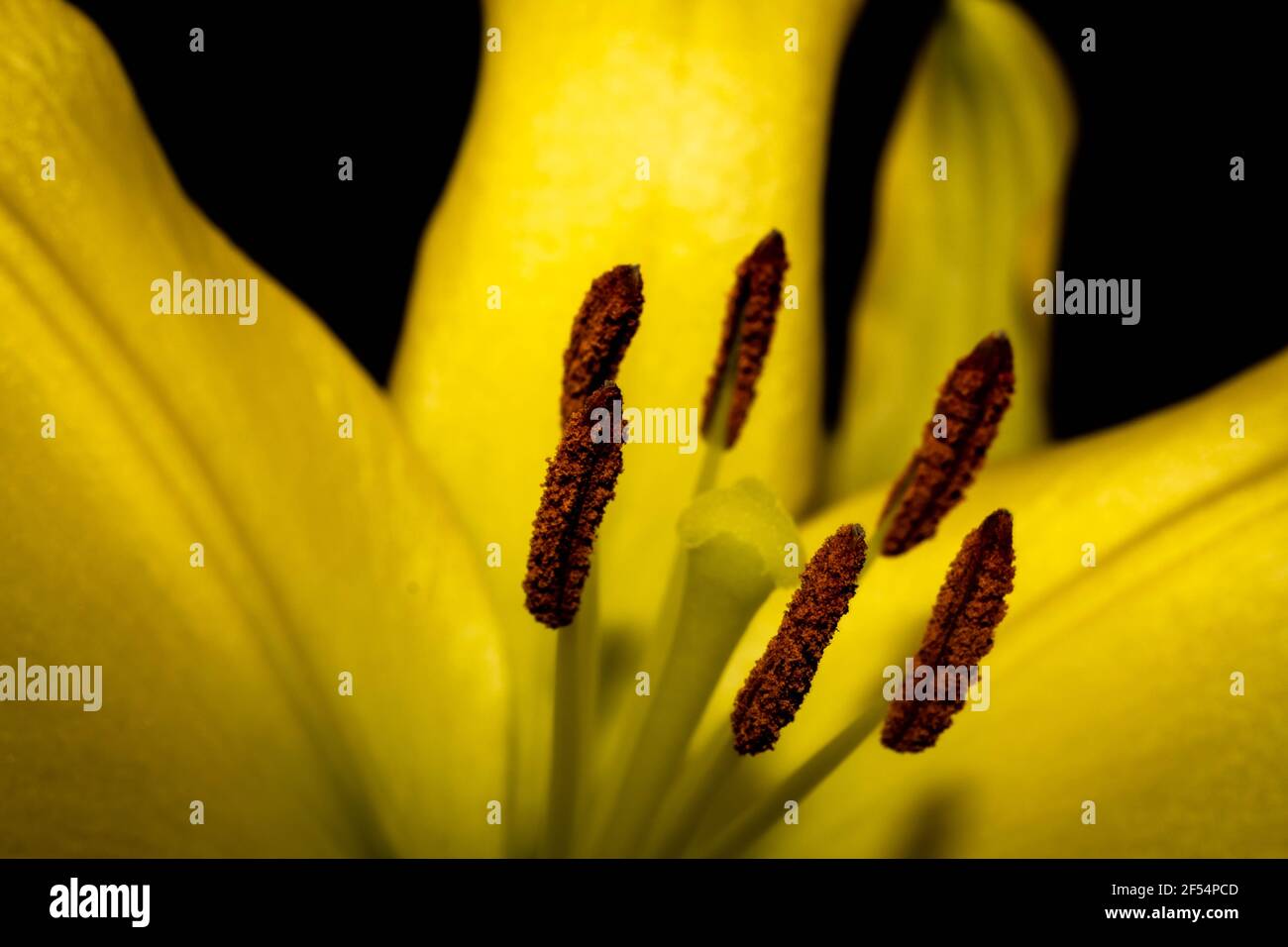 in focus Close up of Yellow Lily in bloom opened up on black background fresh scent and pollen can be seen on six buds, poster, still life nature. Stock Photo
