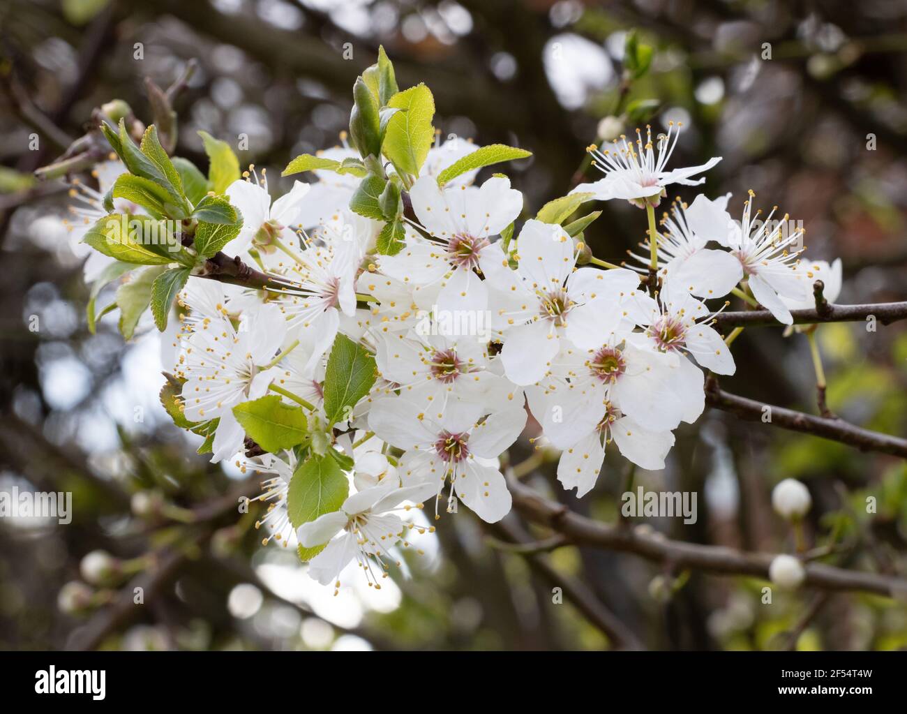 Mirabelle Plum blossom UK; Mirabelle Plum tree blossom, aka Mirabelle Prune or Cherry Plum, Prunus Domestica syriaca, growing in suffolk UK Stock Photo