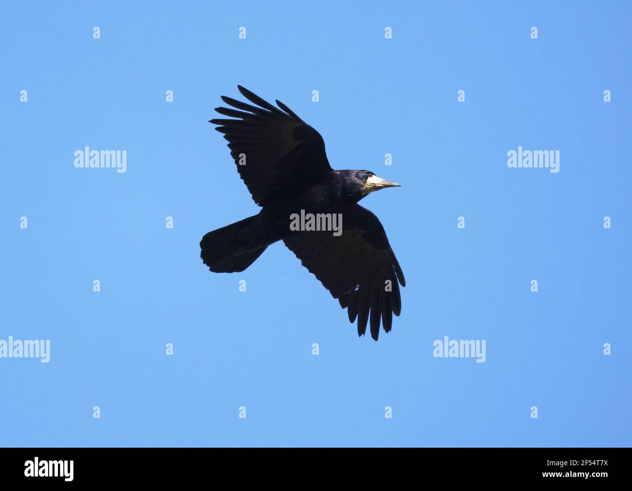 Rook flying hi-res stock photography and images - Alamy